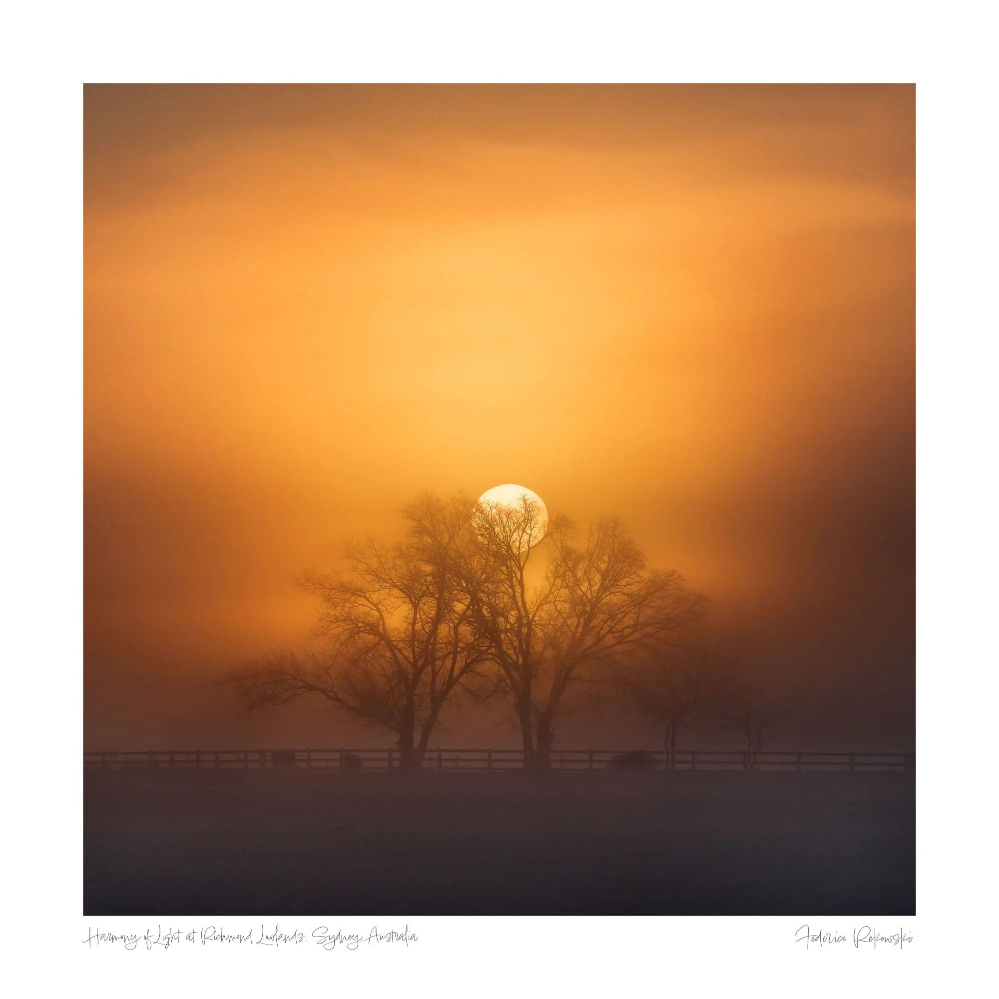 A misty sunrise at Richmond Lowlands with the sun perfectly aligned behind tree branches, creating a stunning natural silhouette.