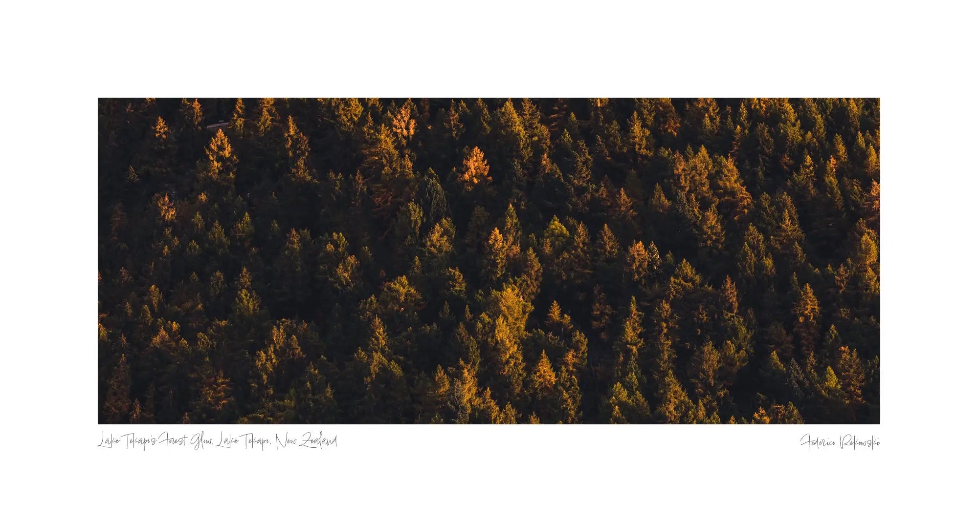 Aerial view of a dense forest near Lake Tekapo, New Zealand, with trees lit by golden sunlight creating a vivid, textured tapestry.