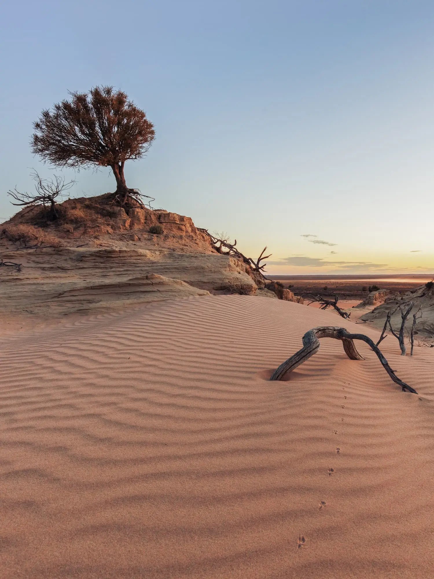 Sunset at Mungo National Park, Australia, with a solitary tree atop a sand dune under a vast, dusky sky.