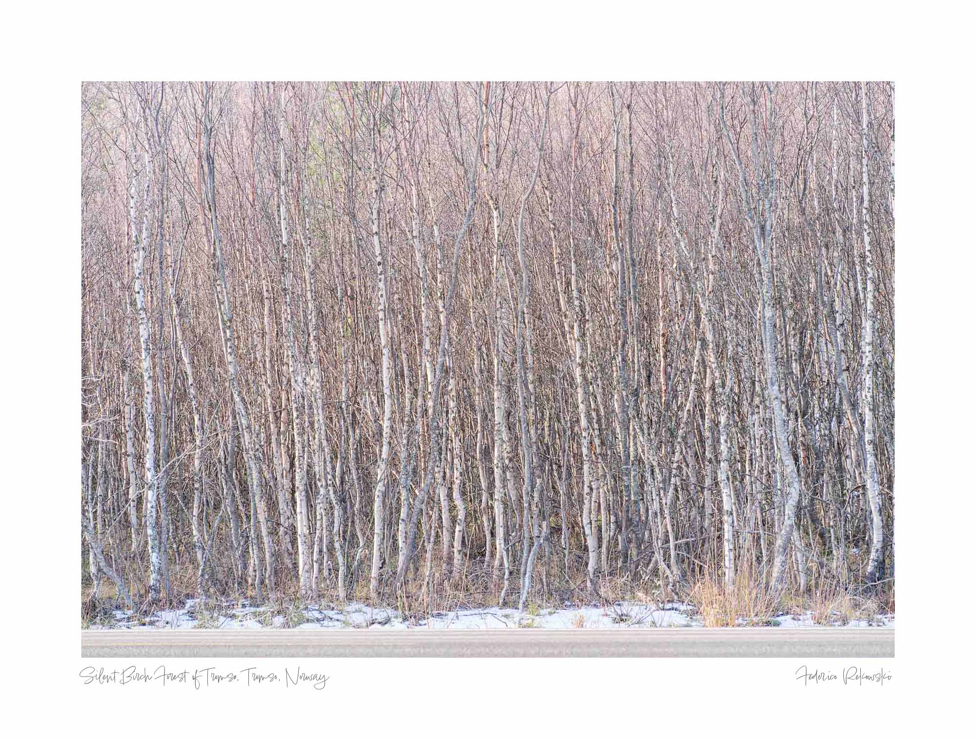 A dense birch forest in Tromsø, Norway, with slender white trunks and minimal snow on the ground, exemplifying winter's quietude.