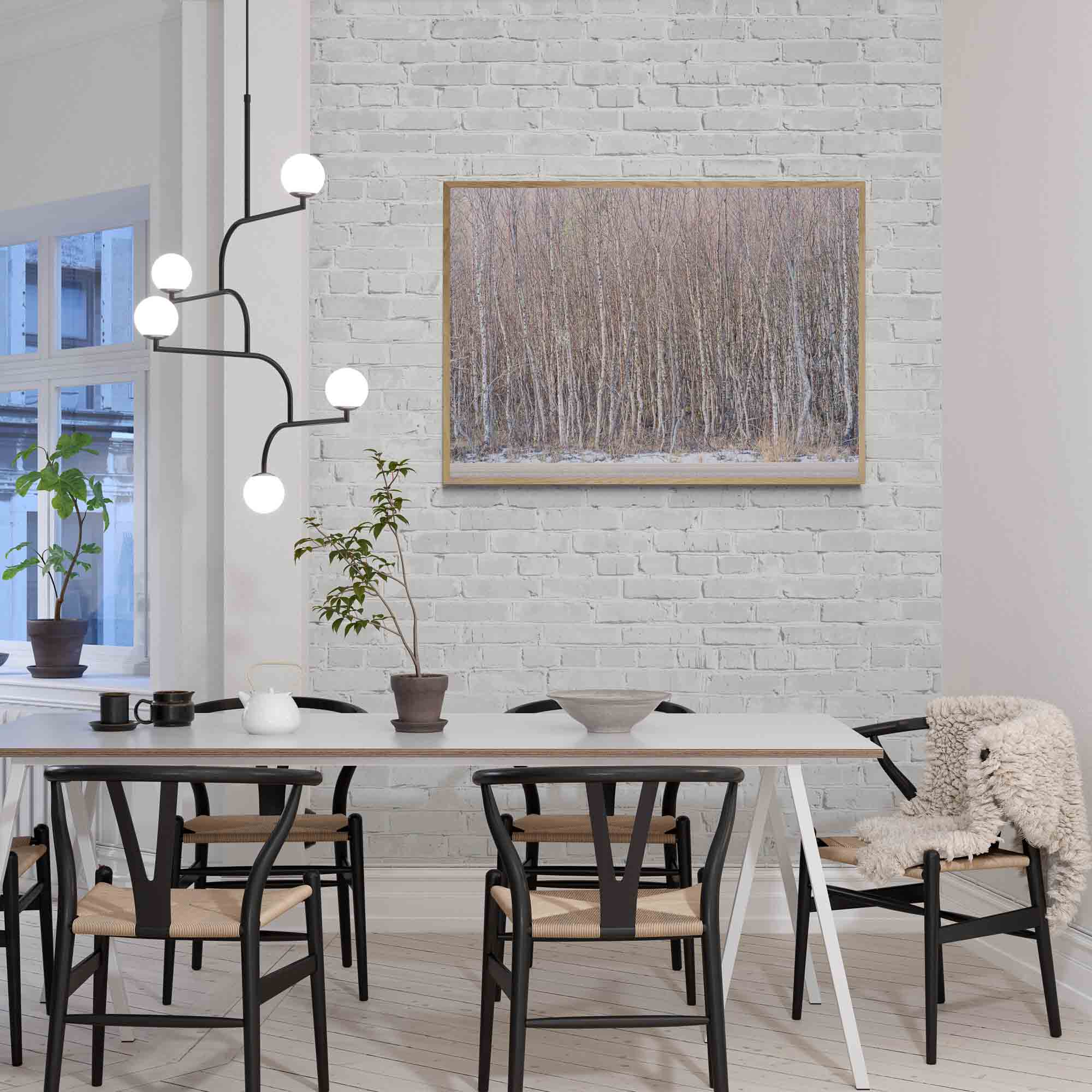 A dense birch forest in Tromsø, Norway, with slender white trunks and minimal snow on the ground, exemplifying winter's quietude.