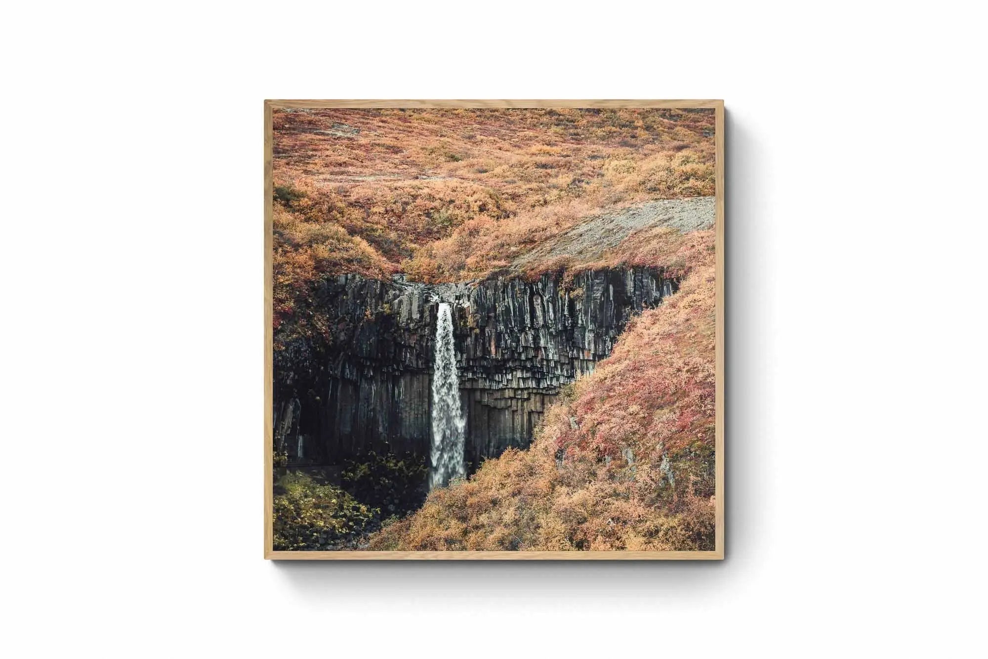 Svartifoss waterfall in Iceland, renowned for its striking basalt columns, surrounded by the colorful foliage of autumn.