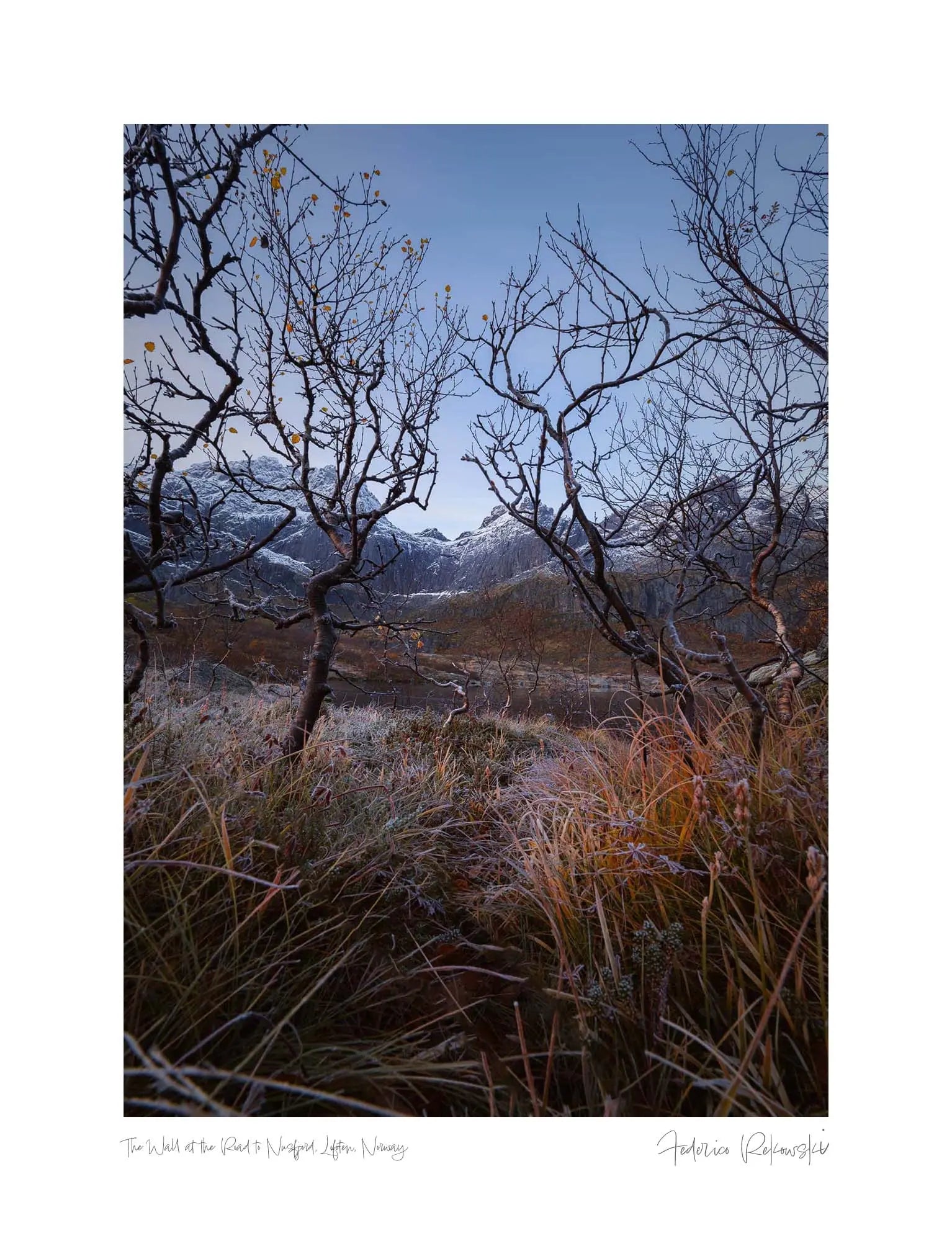 Frost-covered grass and bare trees with a few yellow leaves in the foreground, with snow-capped mountains of Lofoten, Norway, in the background.