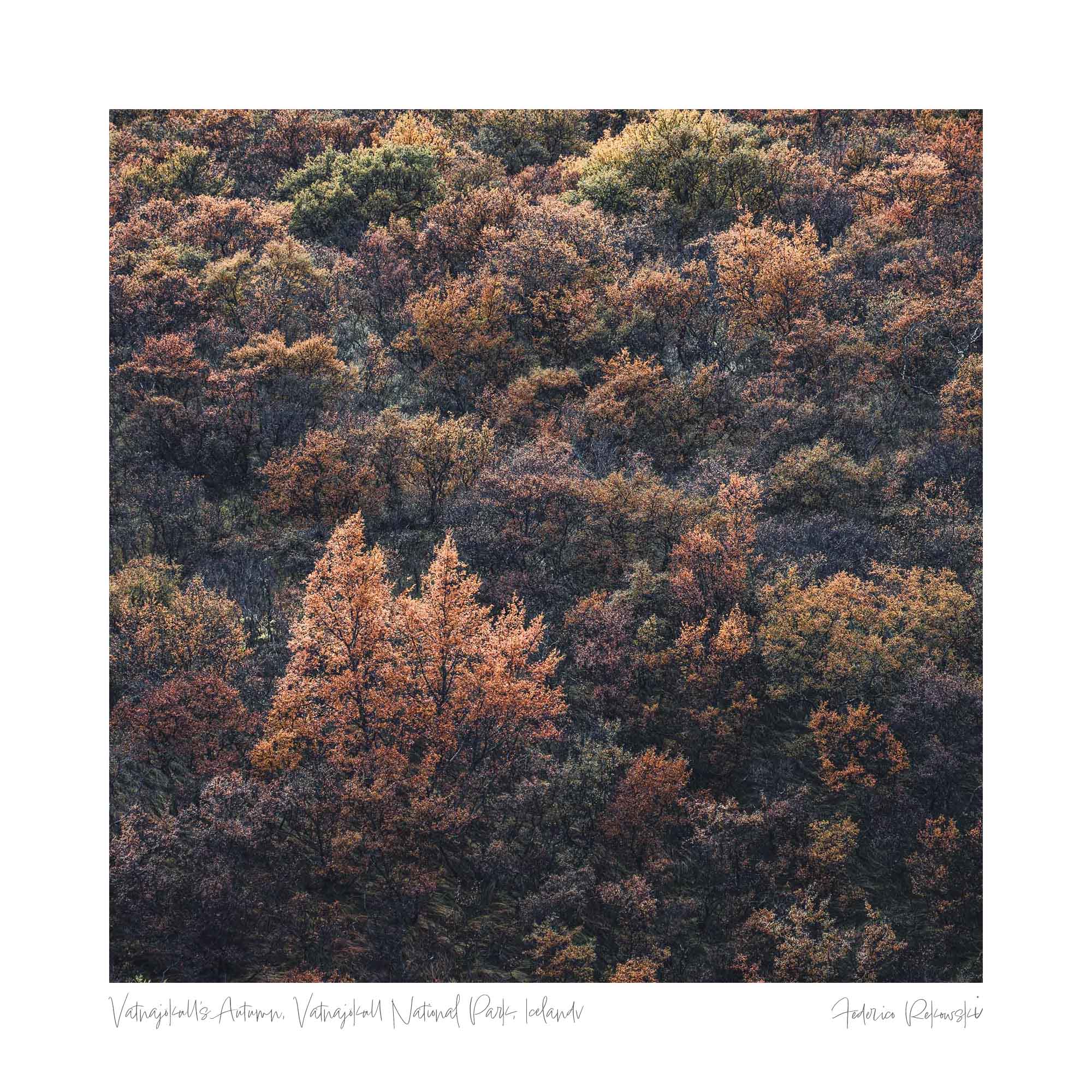 Two prominently orange trees stand out amidst the muted autumn colors of Vatnajökull National Park's dense forest.