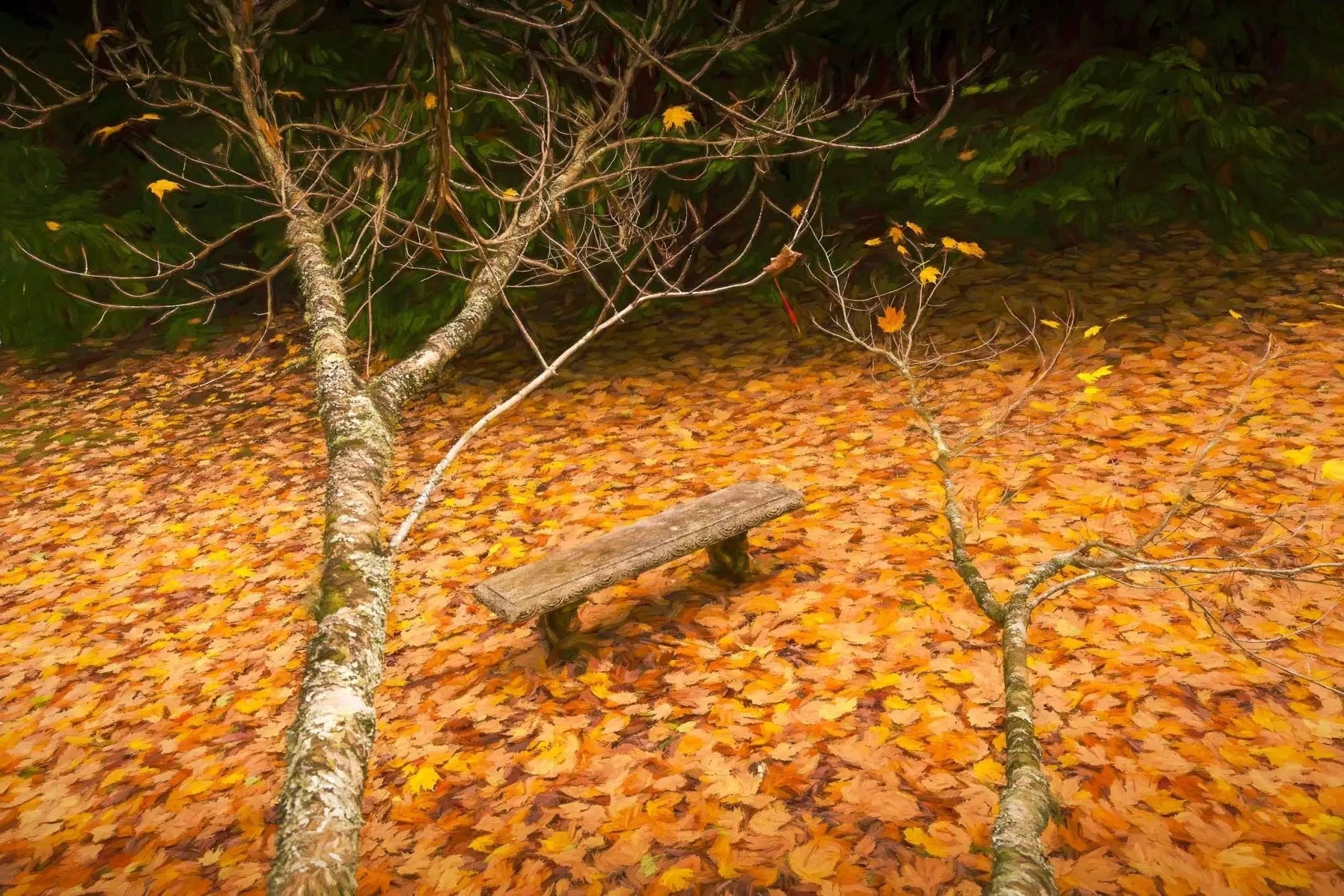 Autumn Serenity, Mount Wilson, Sydney Australia