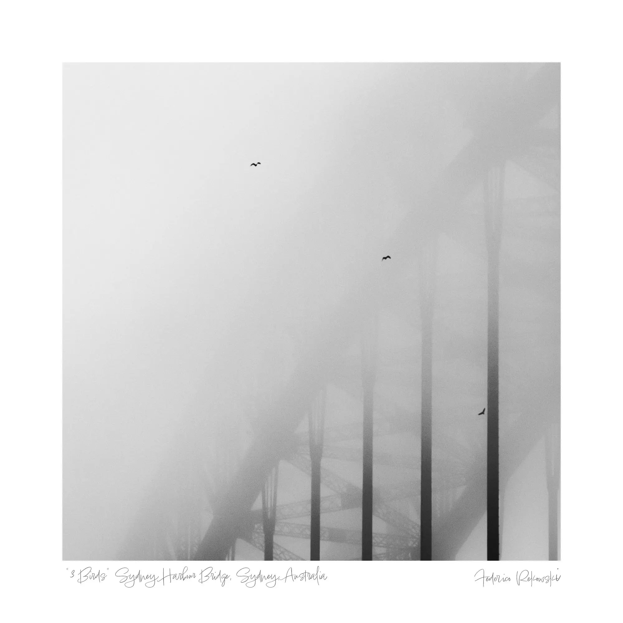 Black and white image of two birds flying amidst the obscured metalwork of the Sydney Harbour Bridge in heavy fog.