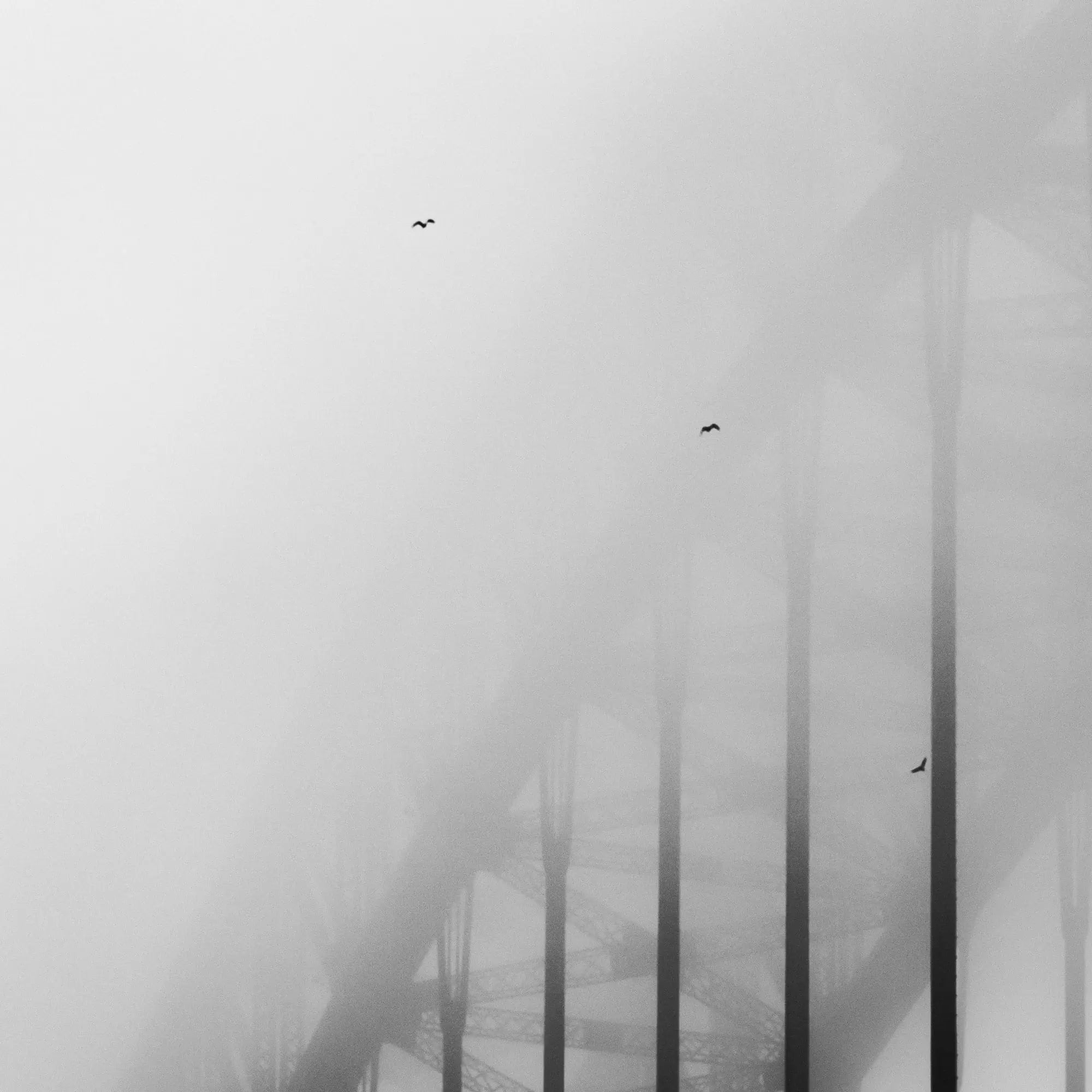 Black and white image of two birds flying amidst the obscured metalwork of the Sydney Harbour Bridge in heavy fog.