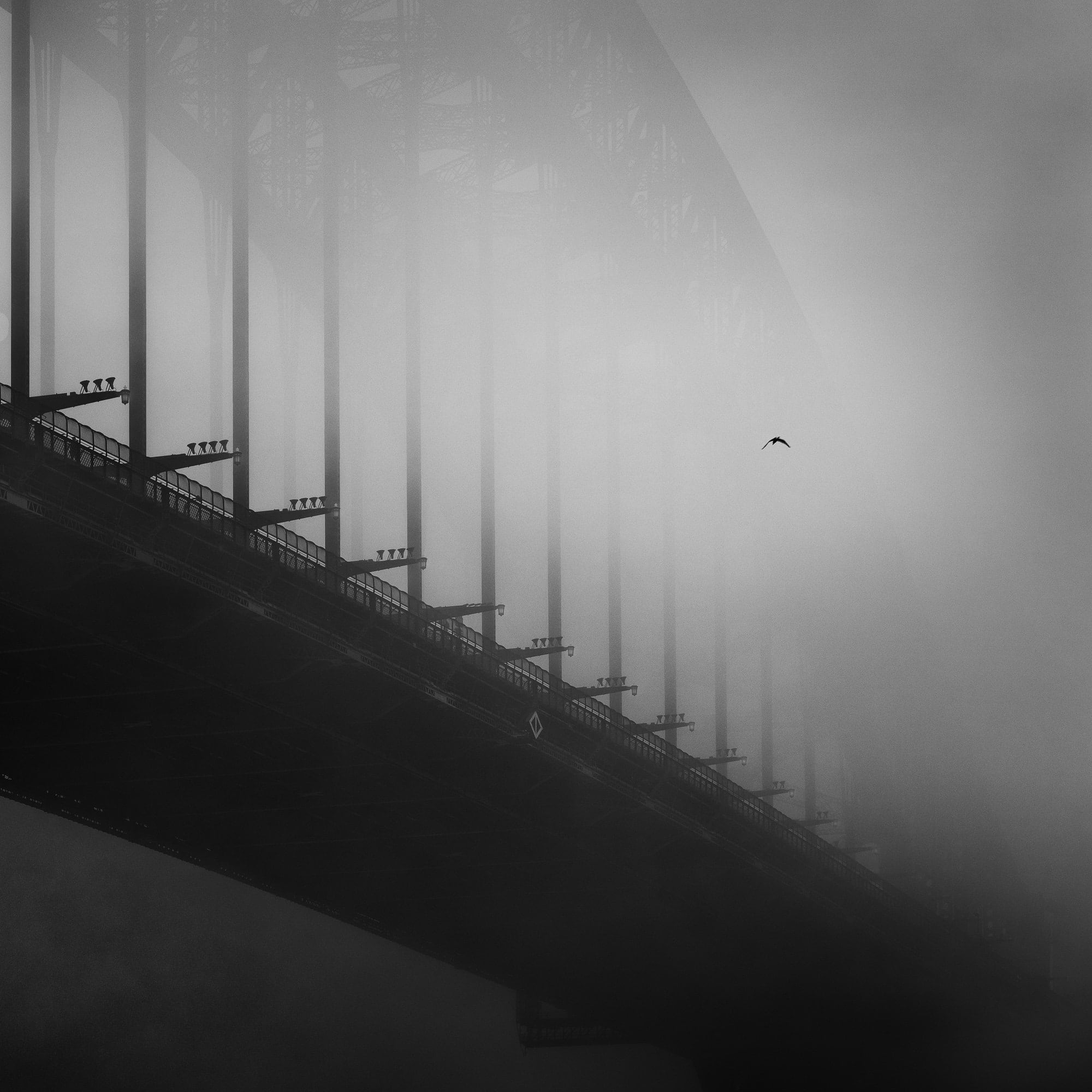 Black and white image of the Sydney Harbour Bridge enveloped in fog with a single bird flying, symbolizing solitude and mystery.