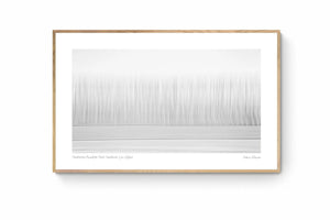 Abstract minimalist representation of a forest in Christchurch, New Zealand, with tree-like vertical lines in a gradient of white to gray.