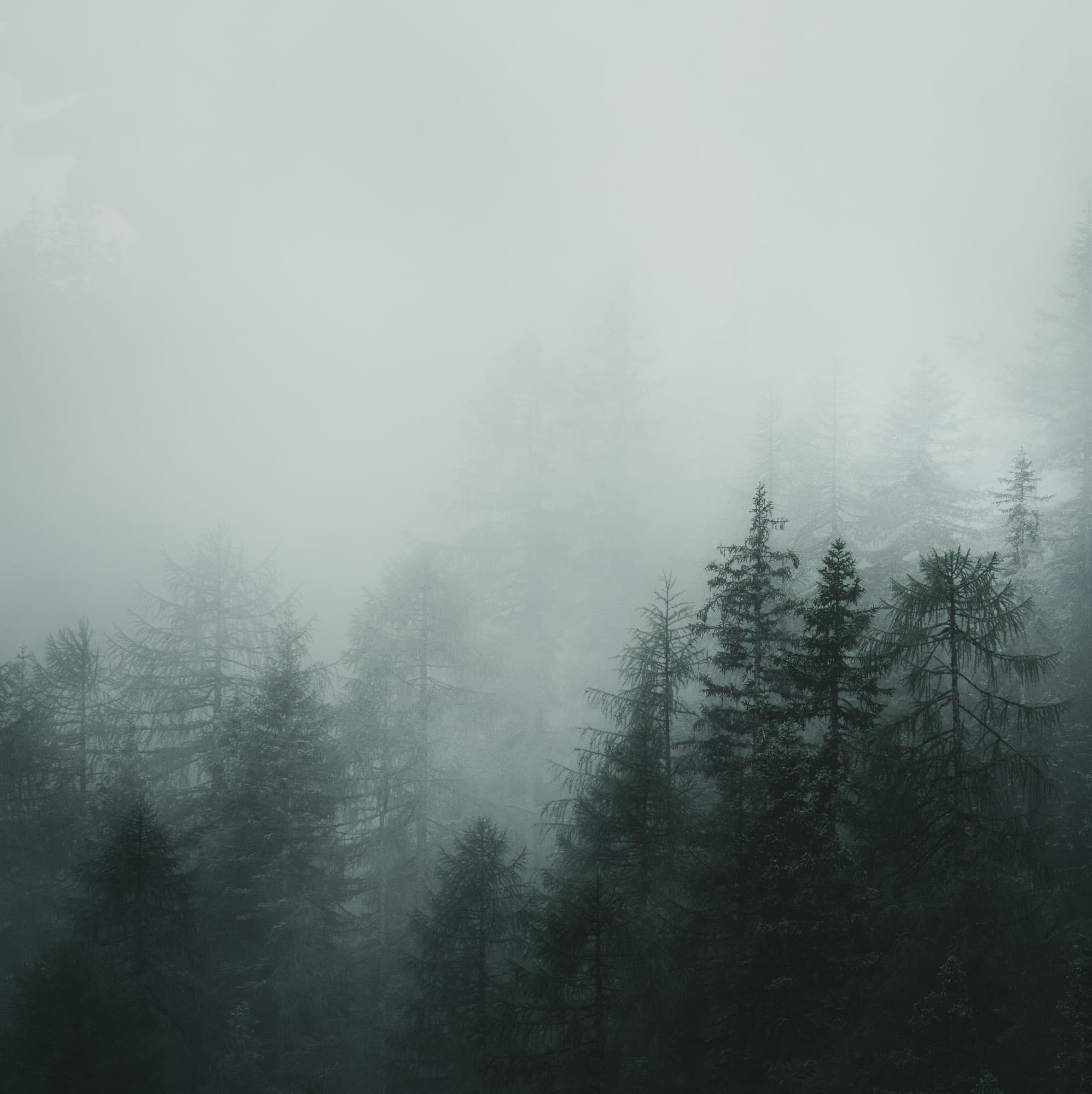 Tall pine trees shrouded in mist, creating a serene, cinematic atmosphere in the Dolomites, Italy.