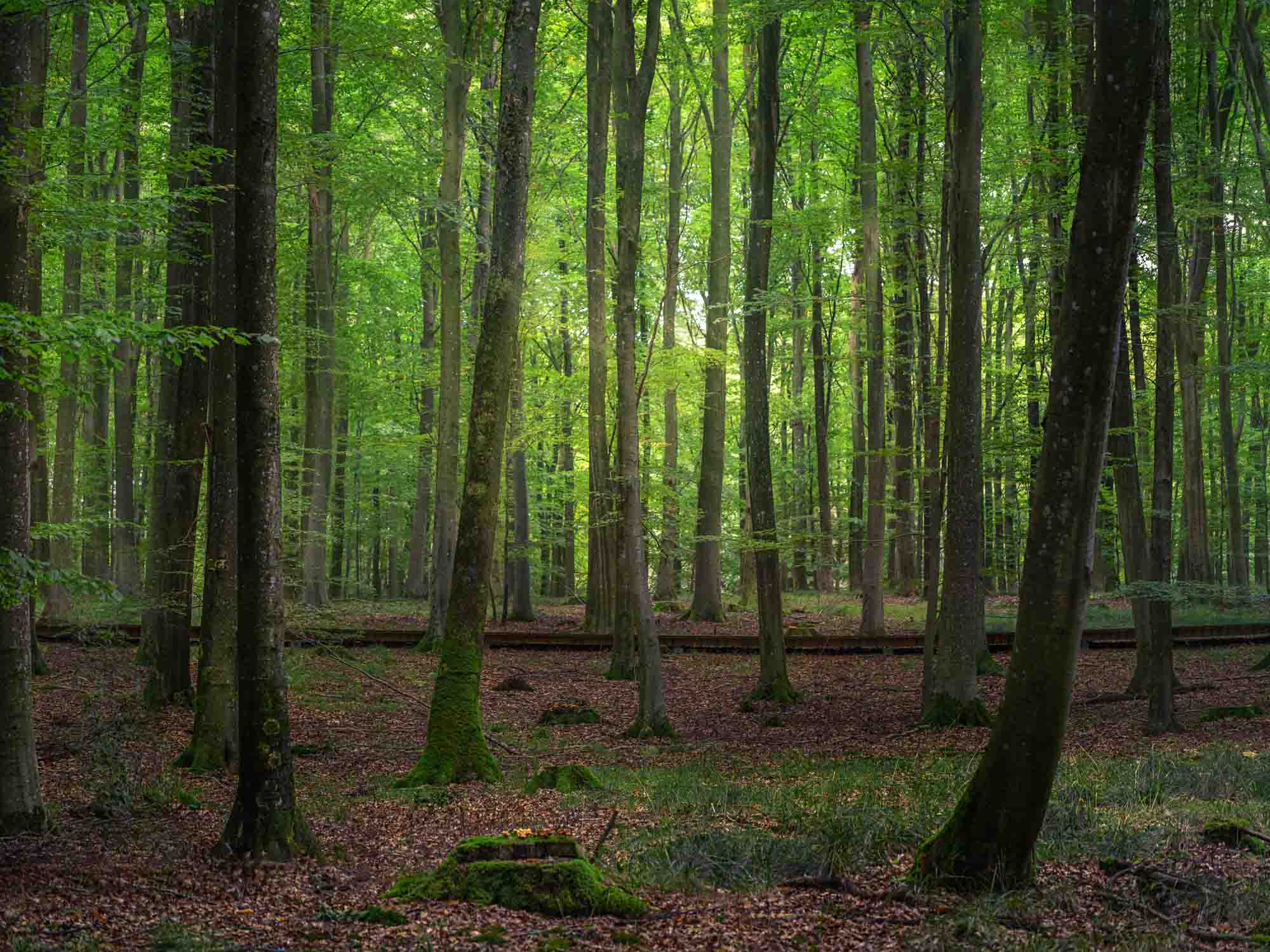 A serene forest with sunlight filtering through the canopy, highlighting the greenery and the peacefulness of the woodland near Copenhagen's Forest Tower.