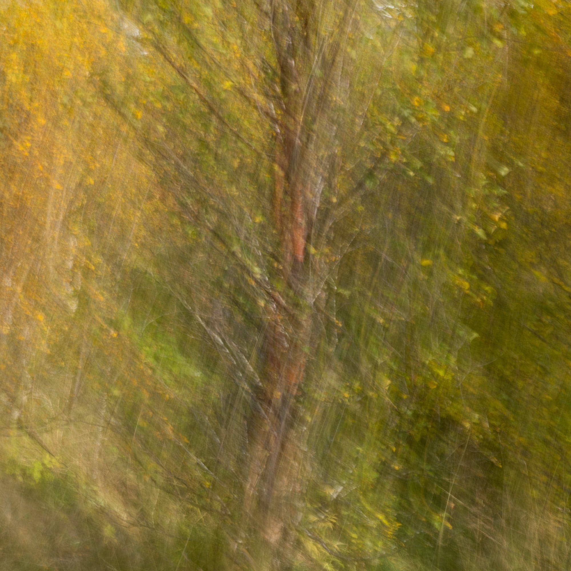 Abstract, motion-blurred image of autumnal trees in the Snæfellsnes Peninsula, creating a painterly effect in warm hues.