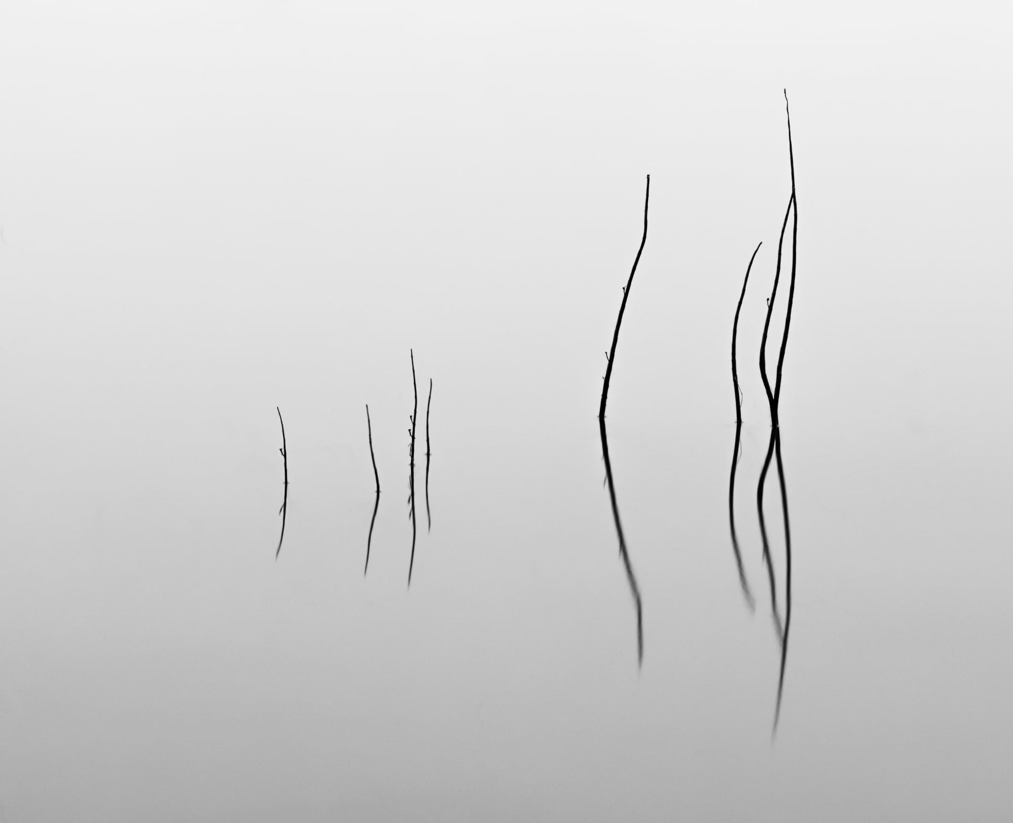 Minimalistic black and white image of eight distinct branches against the serene backdrop of Lake Tekapo, titled 'Family of Eight.