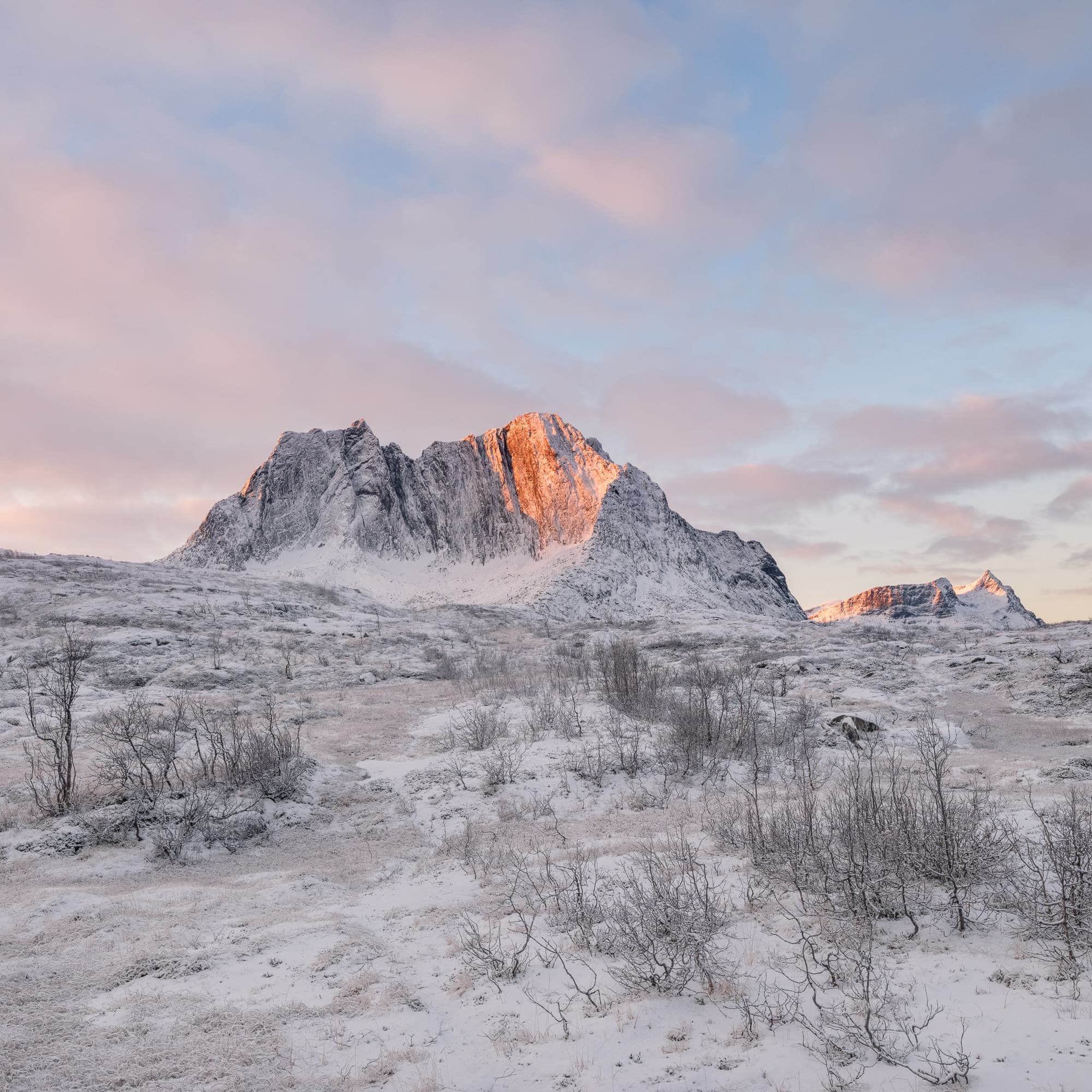 First light of dawn illuminating the snowy peaks at the entry of Barden trail in Lofoten with a soft pink sky.