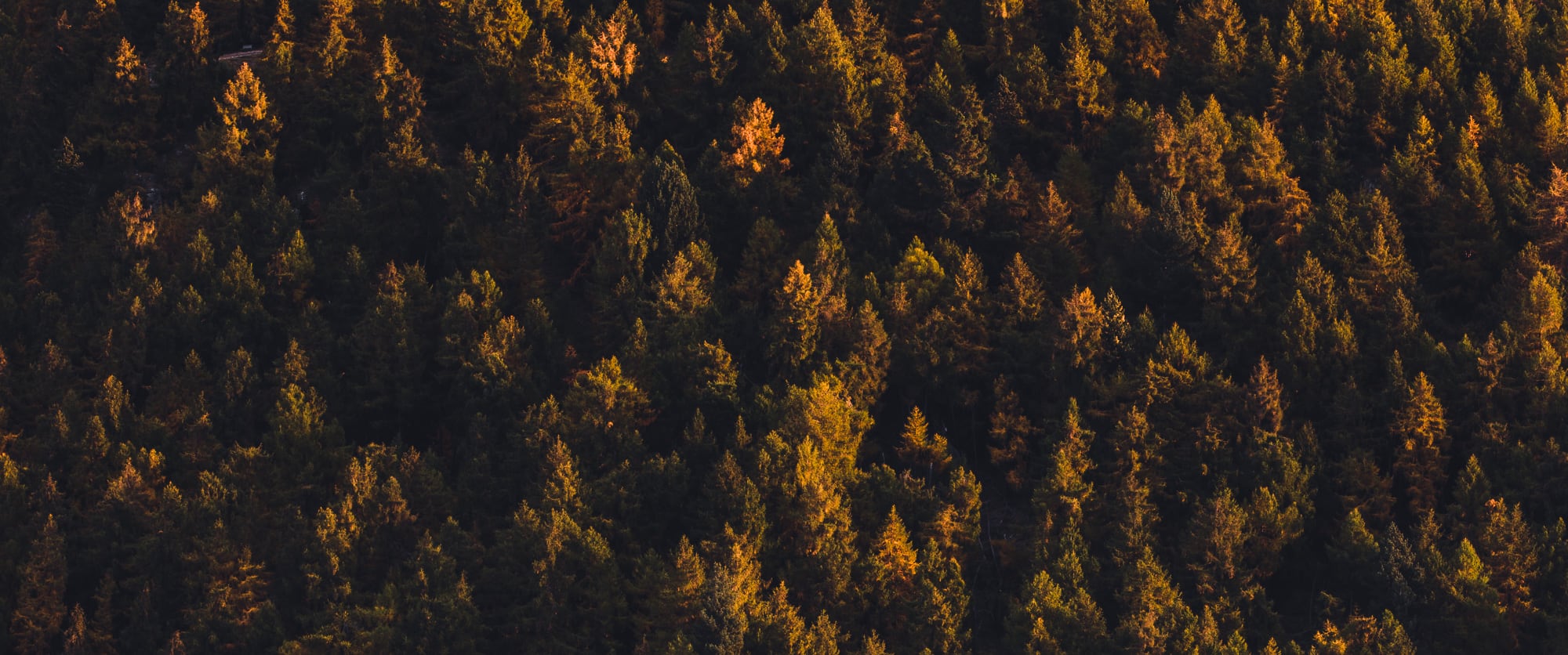 Aerial view of a dense forest near Lake Tekapo, New Zealand, with trees lit by golden sunlight creating a vivid, textured tapestry.