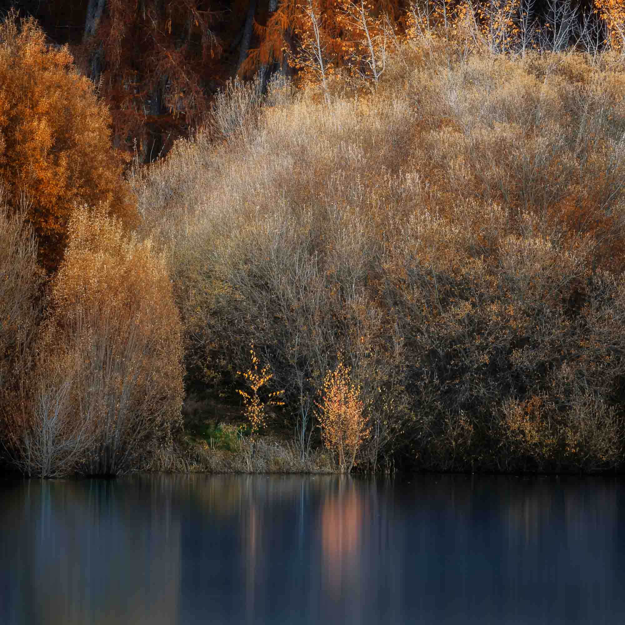 Golden autumn foliage by the peaceful shores of Lake Tekapo, New Zealand, with reflections in the calm water.