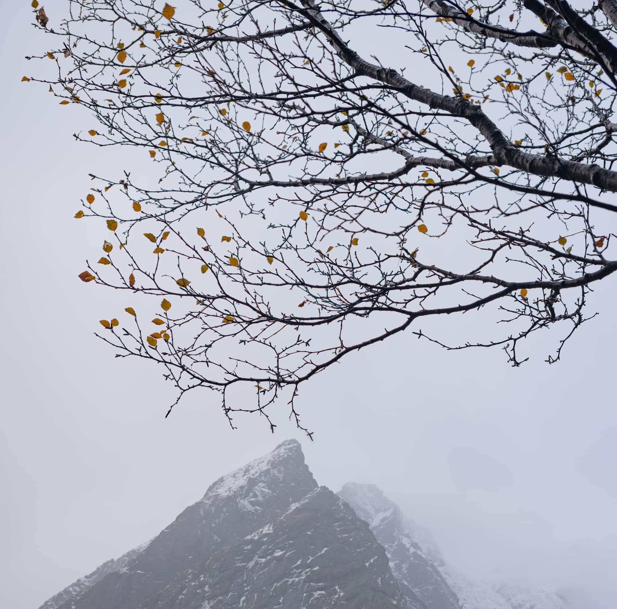Bare tree branches with a few yellow leaves contrasted against the foggy silhouette of a mountain peak in Lofoten.