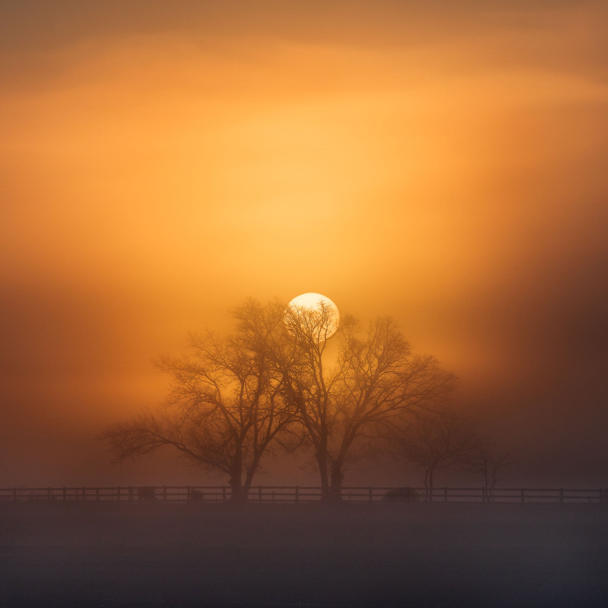 A misty sunrise at Richmond Lowlands with the sun perfectly aligned behind tree branches, creating a stunning natural silhouette.