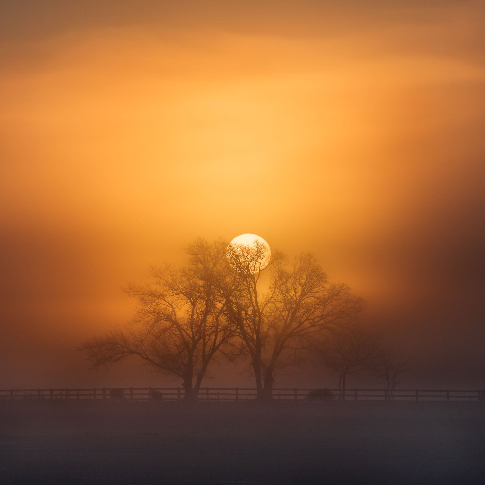 A misty sunrise at Richmond Lowlands with the sun perfectly aligned behind tree branches, creating a stunning natural silhouette.