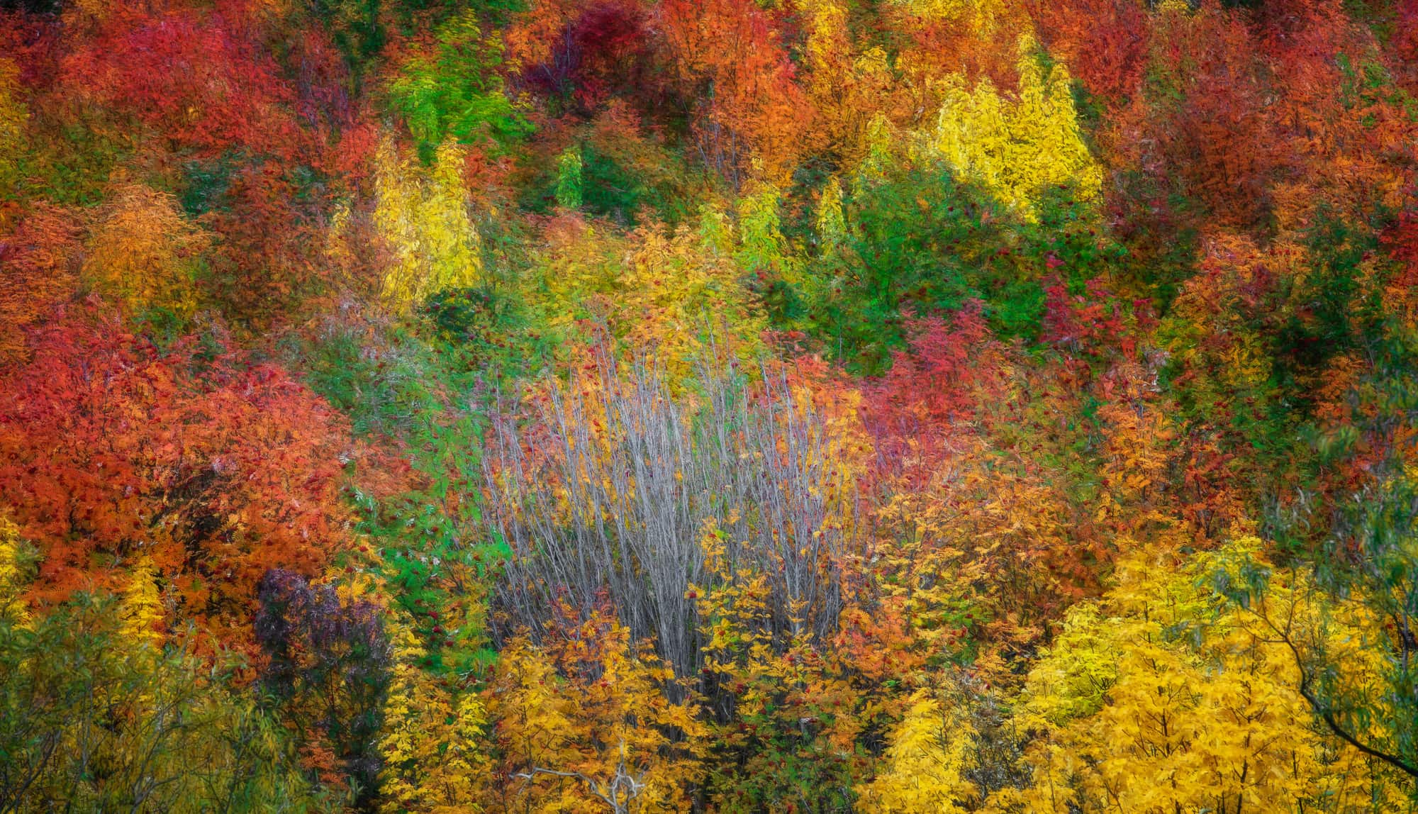 A blur of autumn colors in a Queenstown forest, with a mix of red, orange, and yellow leaves creating a dreamlike landscape.