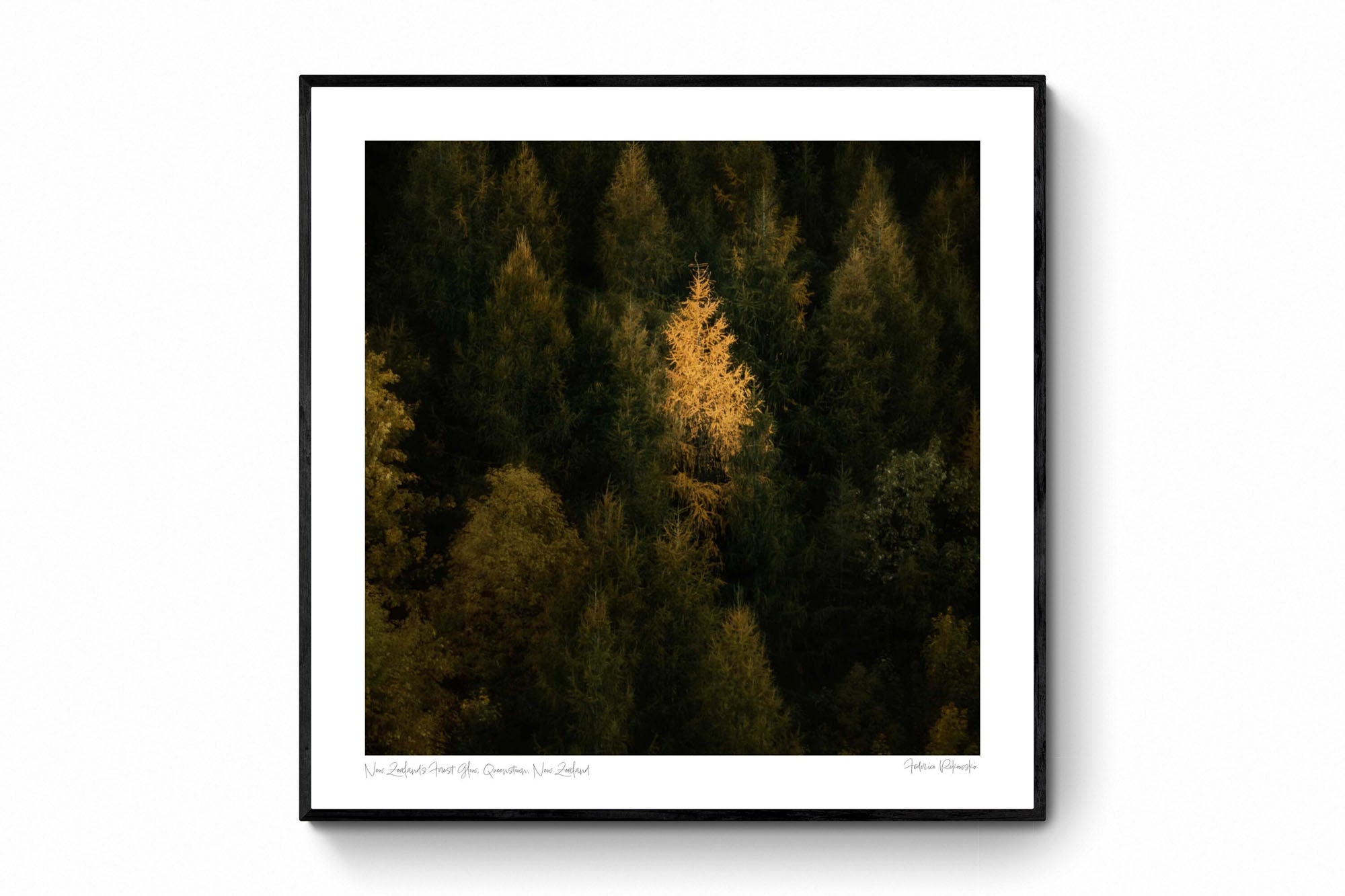 A single tree stands illuminated in gold against the dark green backdrop of a dense forest in New Zealand.