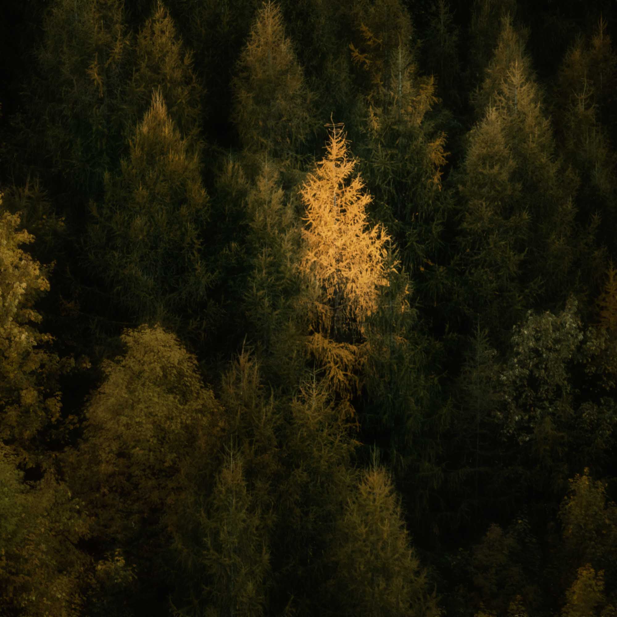 A single tree stands illuminated in gold against the dark green backdrop of a dense forest in New Zealand.