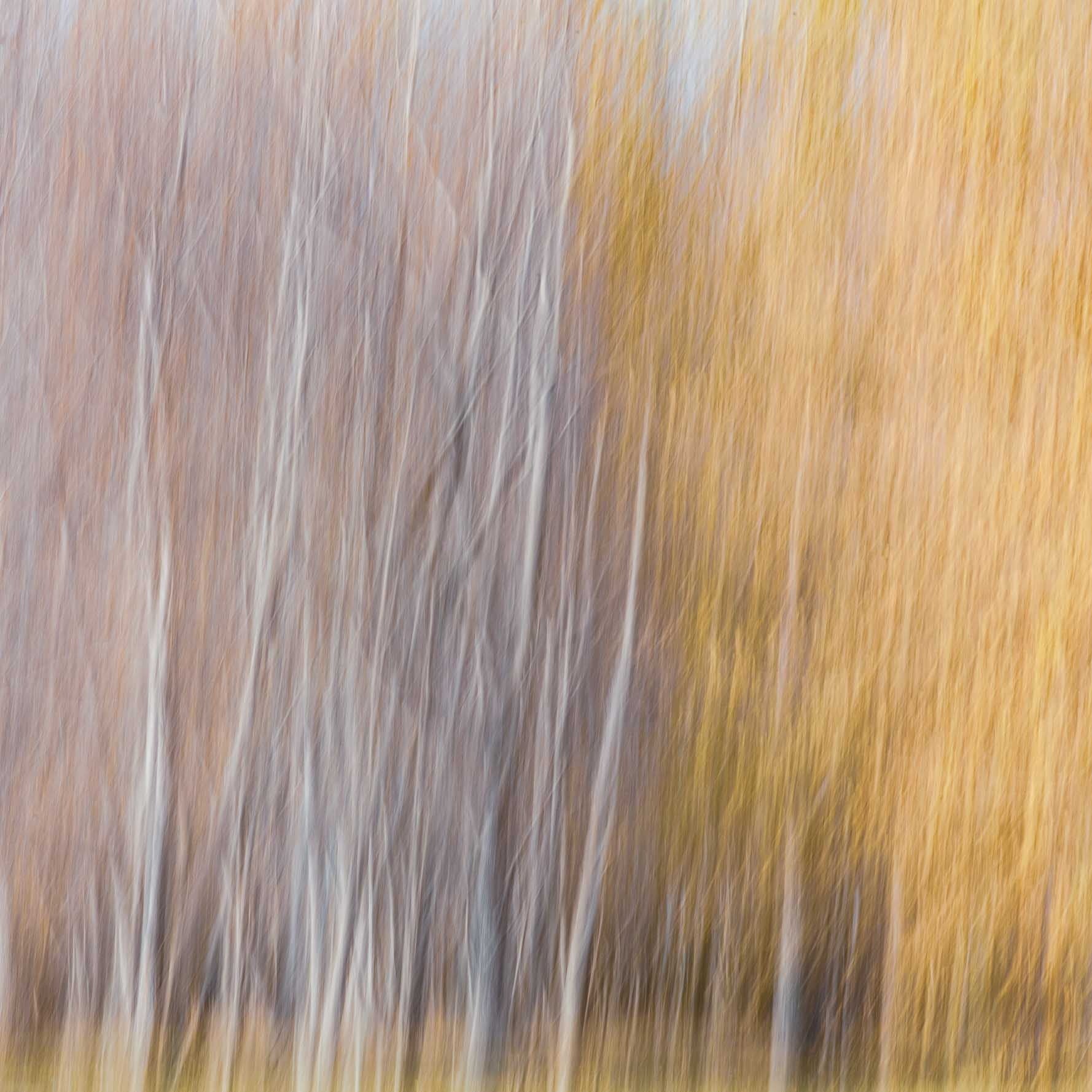 Abstract, blurred image of autumn trees in Queenstown, resembling an impressionistic painting with soft white and golden strokes.