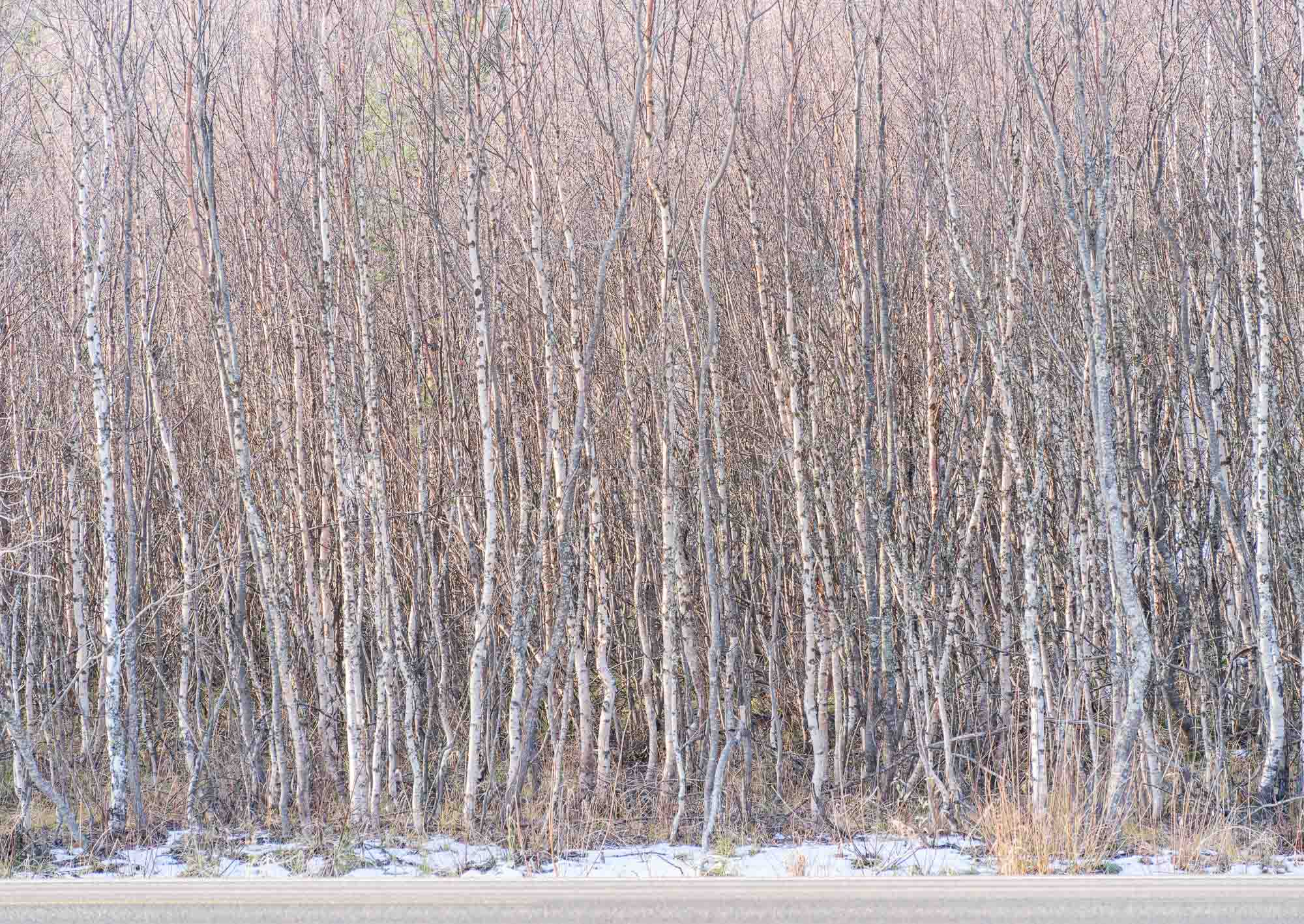 A dense birch forest in Tromsø, Norway, with slender white trunks and minimal snow on the ground, exemplifying winter's quietude.