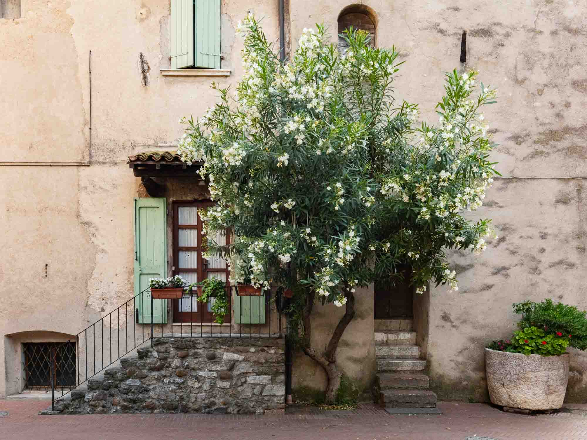 Quaint Italian house with a flowering oleander tree, stone steps, green shutters, and a large potted plant in Sirmione, Italy.