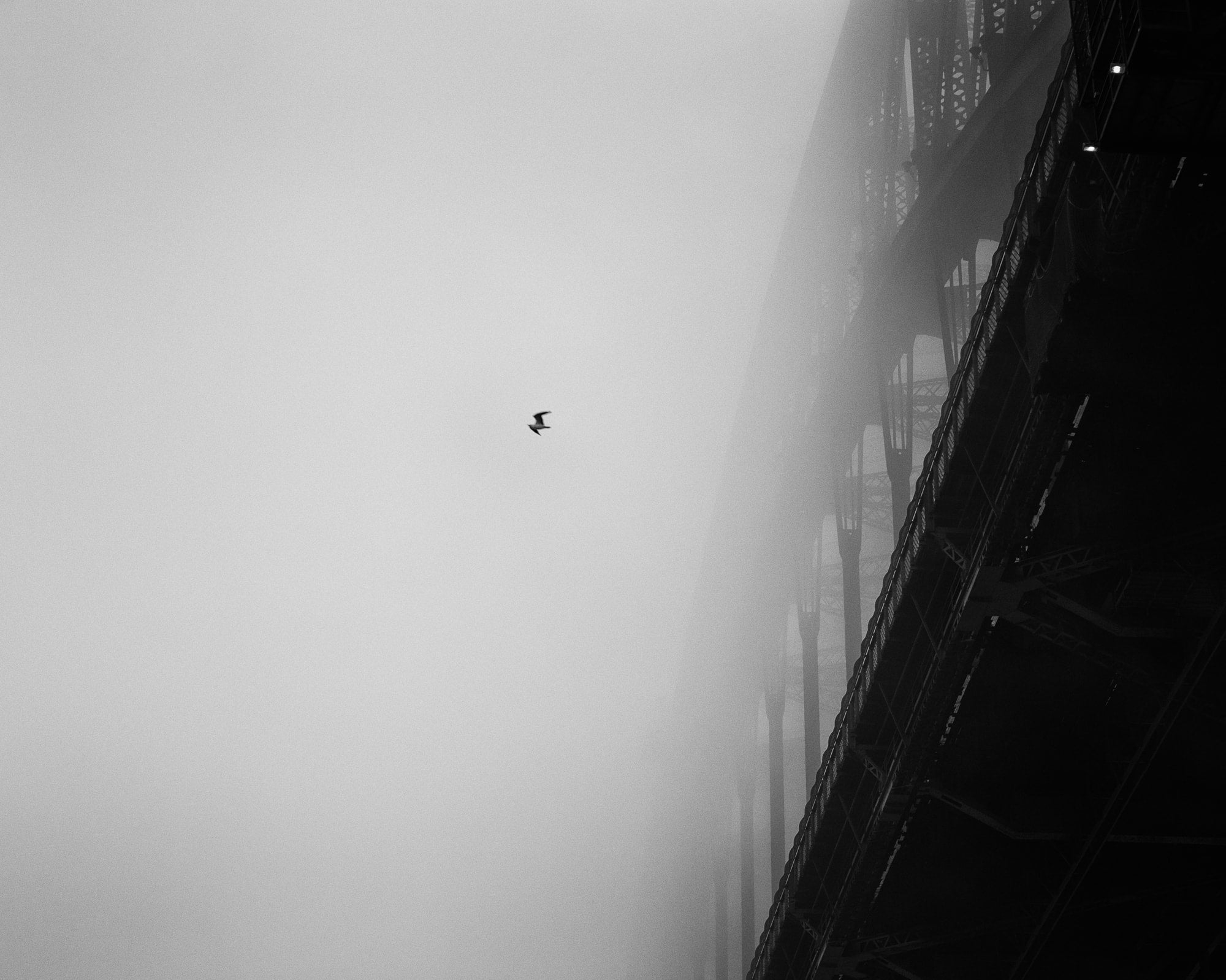 Minimalist black and white photo of a single bird flying near the partially visible Sydney Harbour Bridge engulfed in fog.