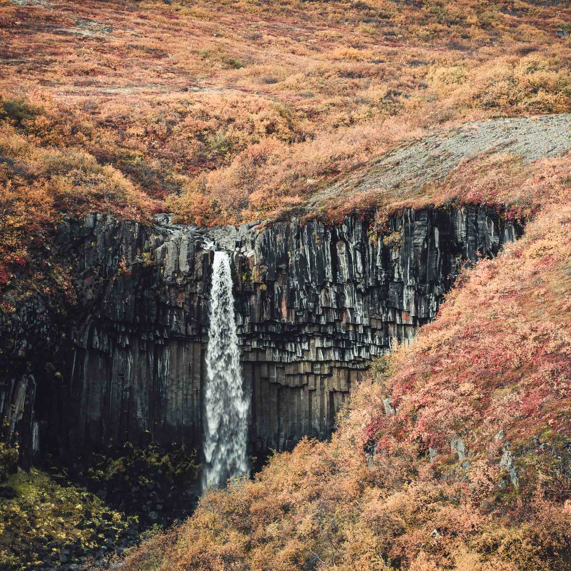 Svartifoss waterfall in Iceland, renowned for its striking basalt columns, surrounded by the colorful foliage of autumn.