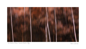 "ICM photography of trees in the Italian Dolomites, showcasing deep autumn colors in a blurred, artistic style."
