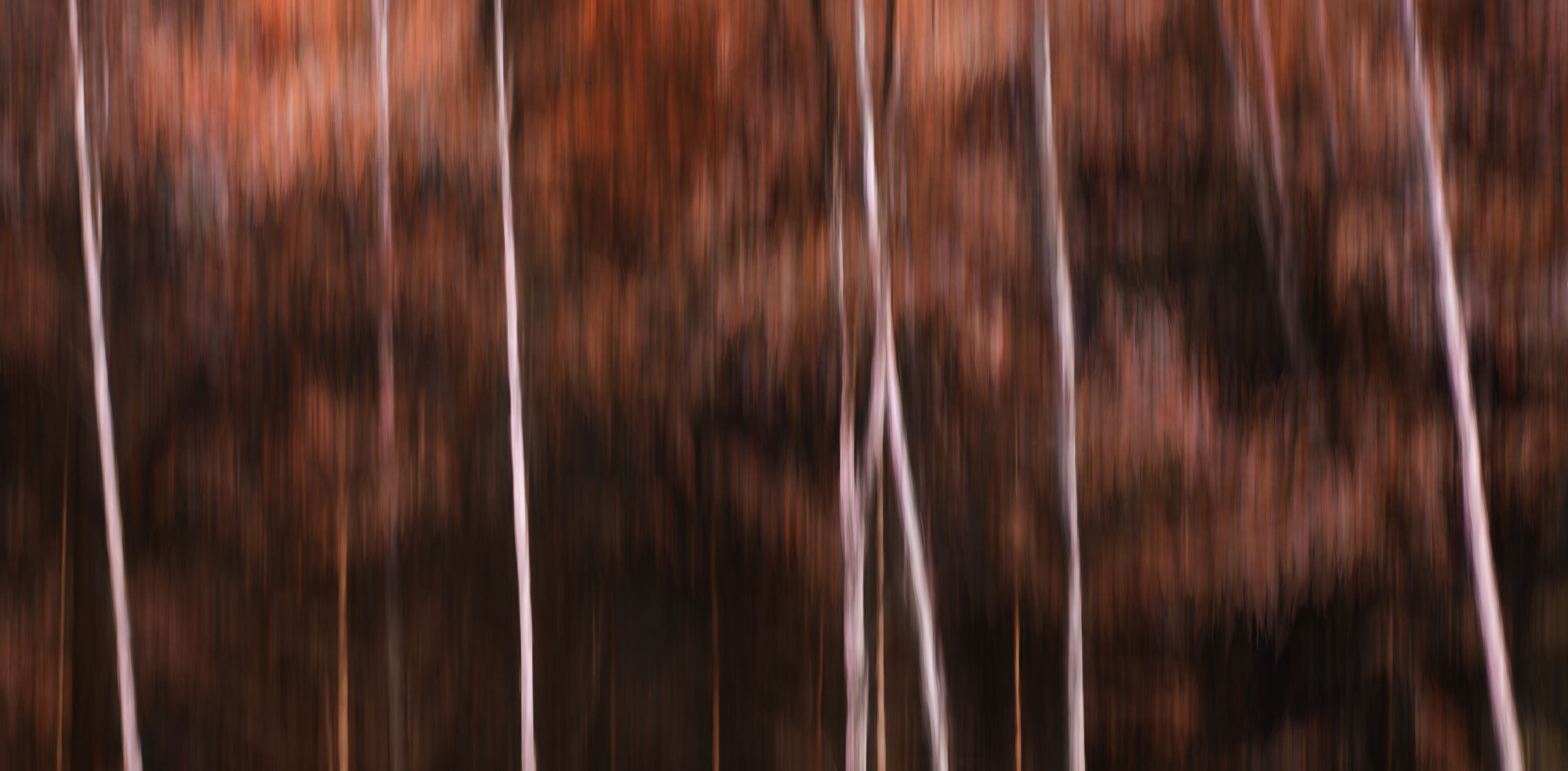 "ICM photography of trees in the Italian Dolomites, showcasing deep autumn colors in a blurred, artistic style."