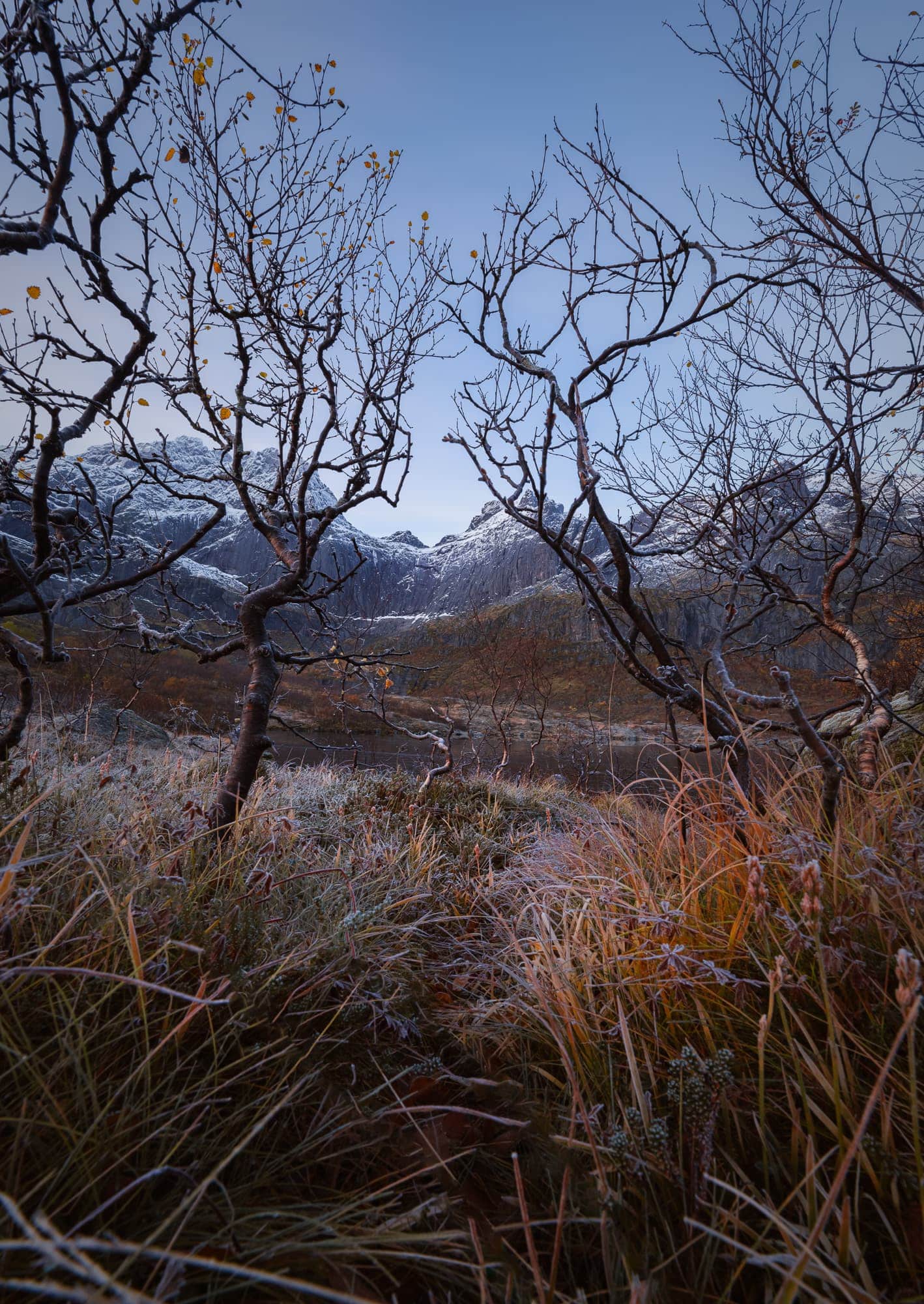 Frost-covered grass and bare trees with a few yellow leaves in the foreground, with snow-capped mountains of Lofoten, Norway, in the background.