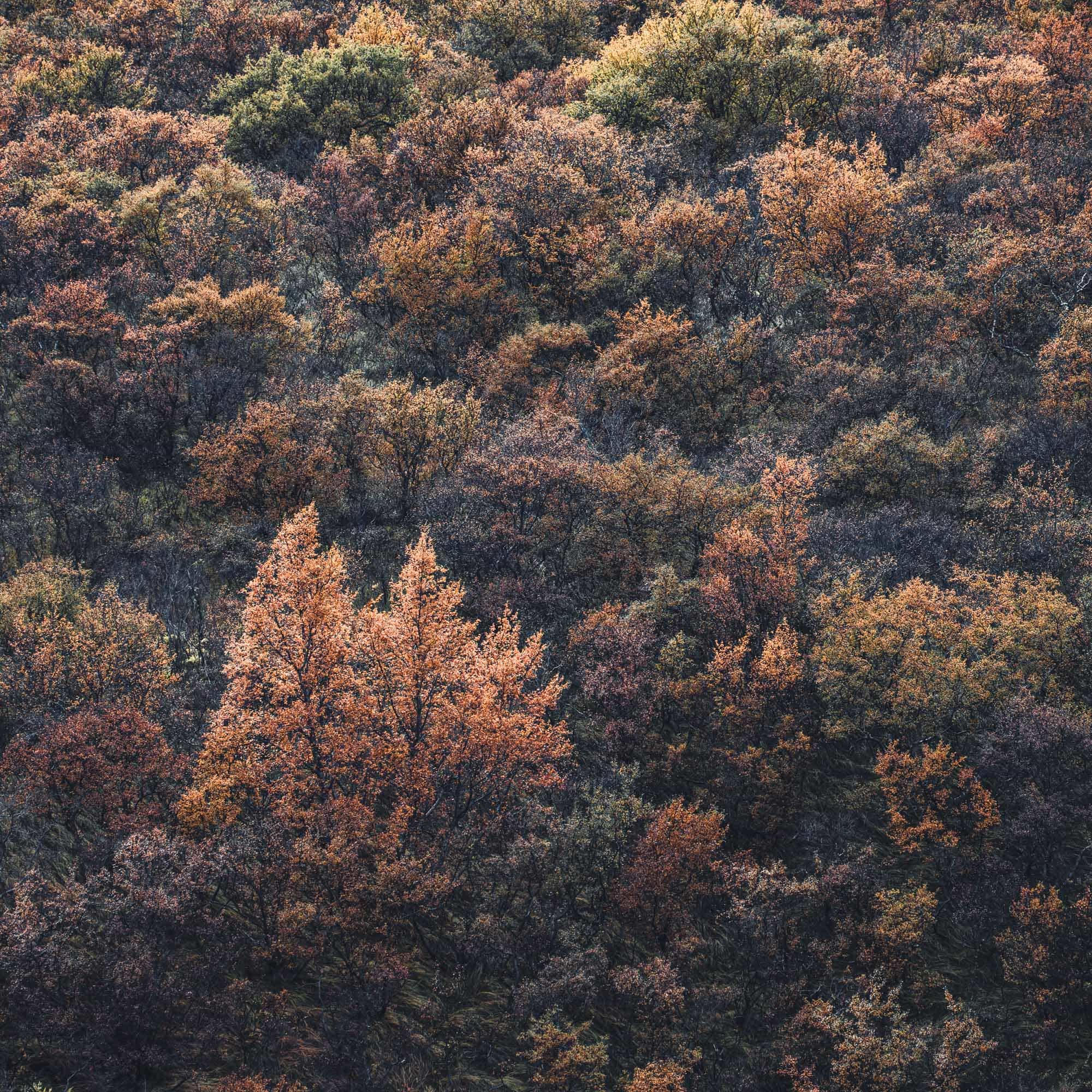 Two prominently orange trees stand out amidst the muted autumn colors of Vatnajökull National Park's dense forest.