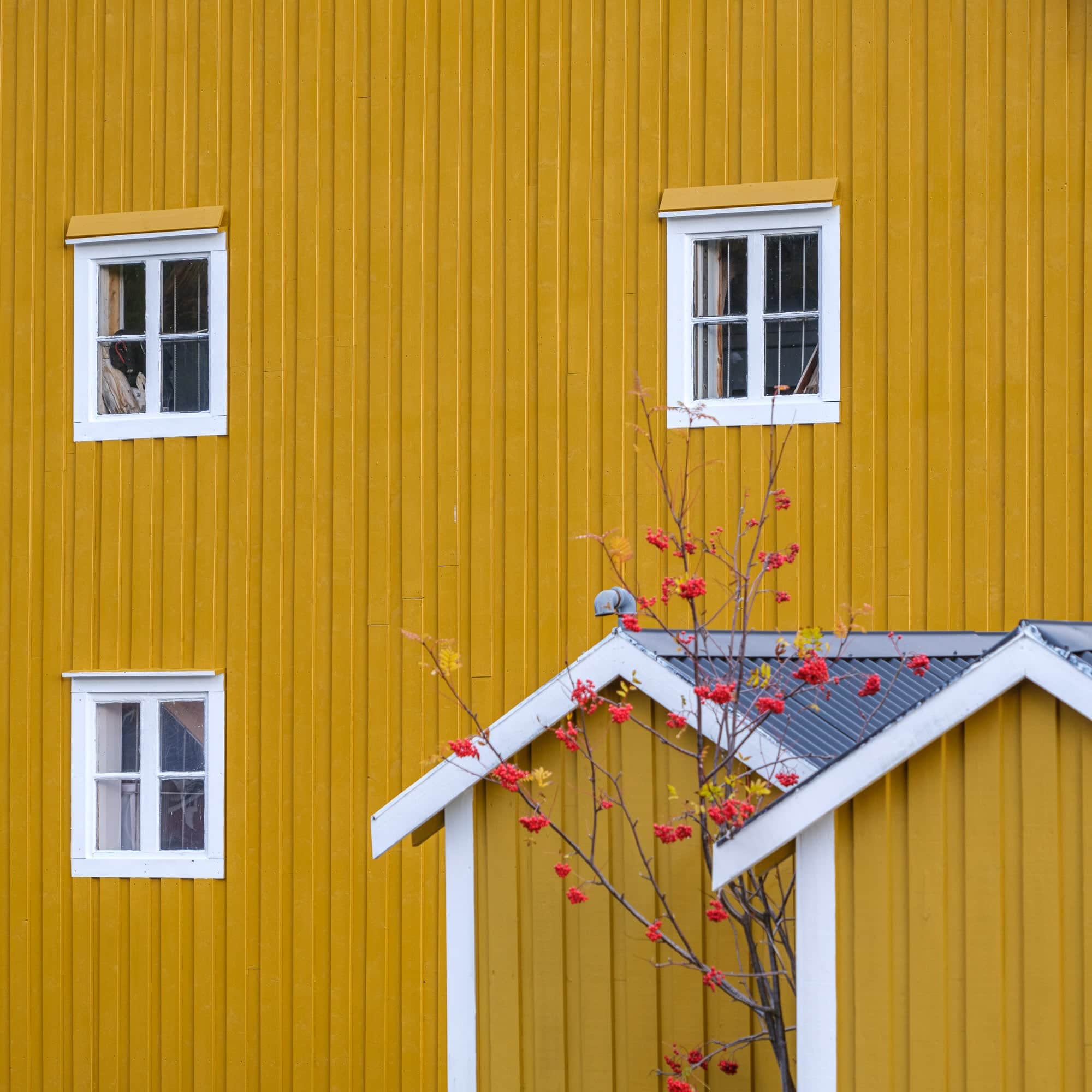 Close-up of a yellow wooden house with white windows and red berry branches in Nusfjord, Lofoten, Norway.