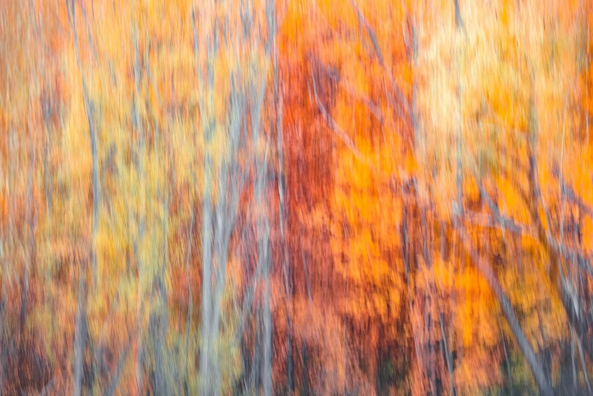 “Abstract Autumn” Queenstown, New Zealand (Int)