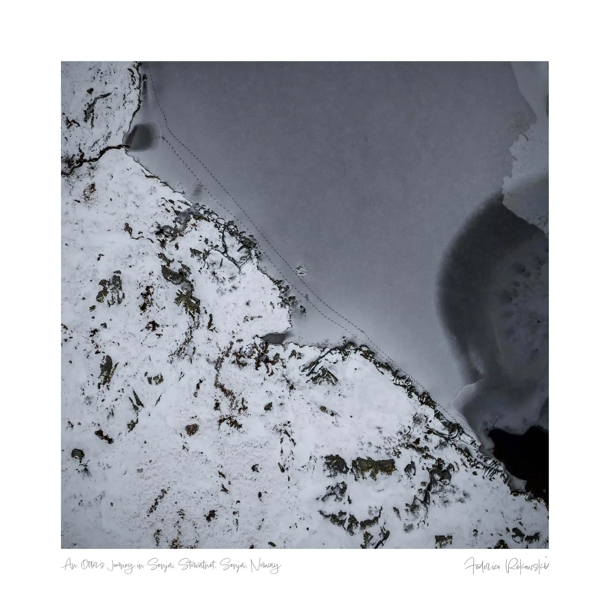 An Otter's Journey in Senja, Storvatnet, Senja, Norway (Int)