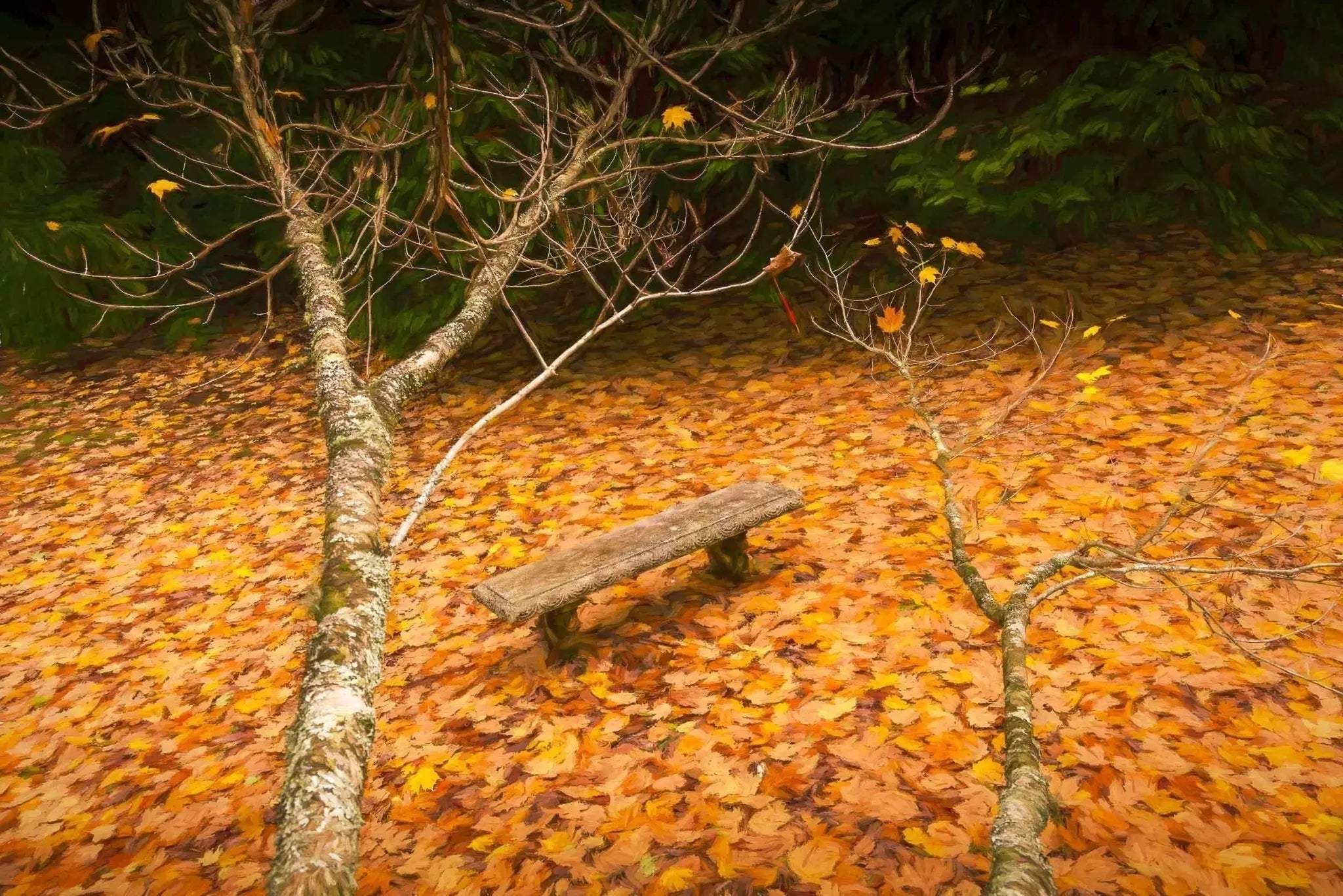 Autumn Serenity, Mount Wilson, Sydney Australia (Int)