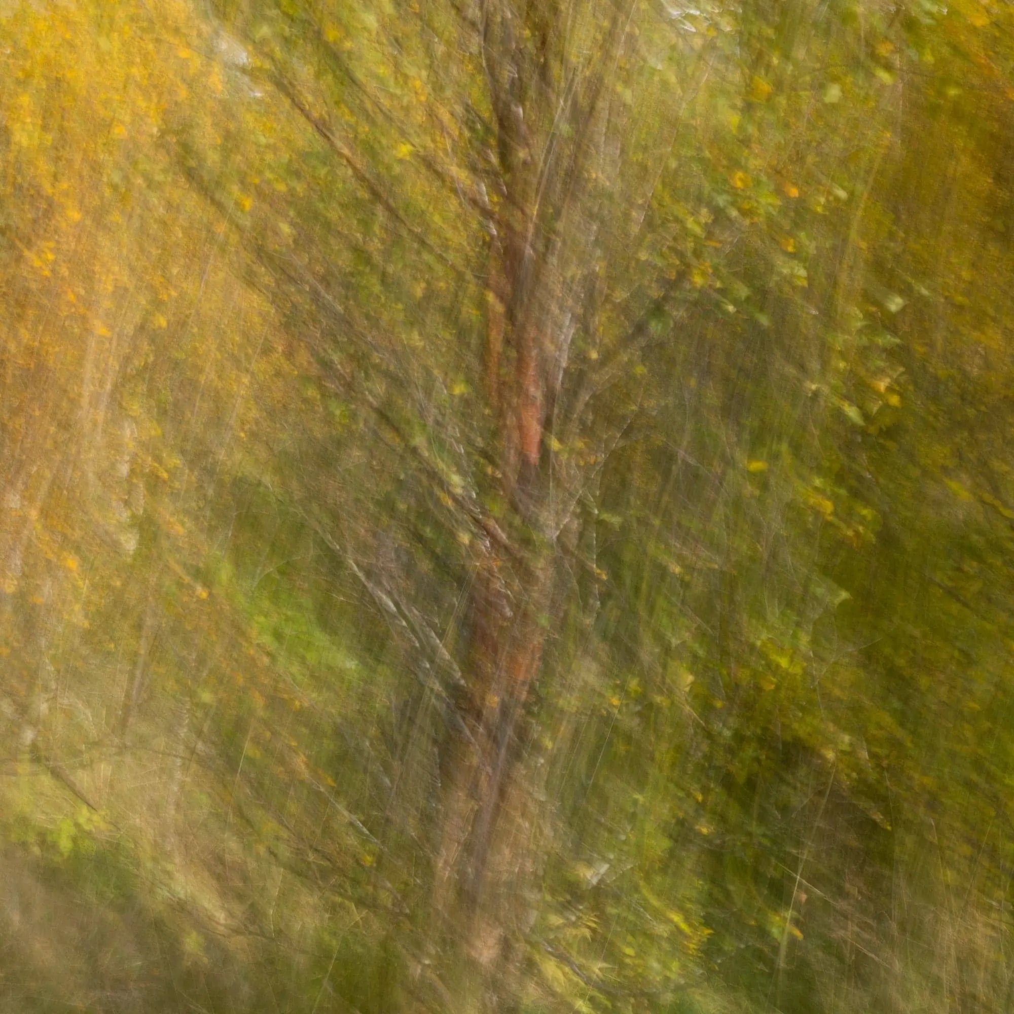 Dancing Forest, Snæfellsnes Peninsula, Iceland (Int)