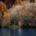 Lake Tekapo’s Golden Hues, Lake Tekapo New Zealand