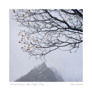 Last Leaves Dancing in Lofoten, Nusfjord, Norway