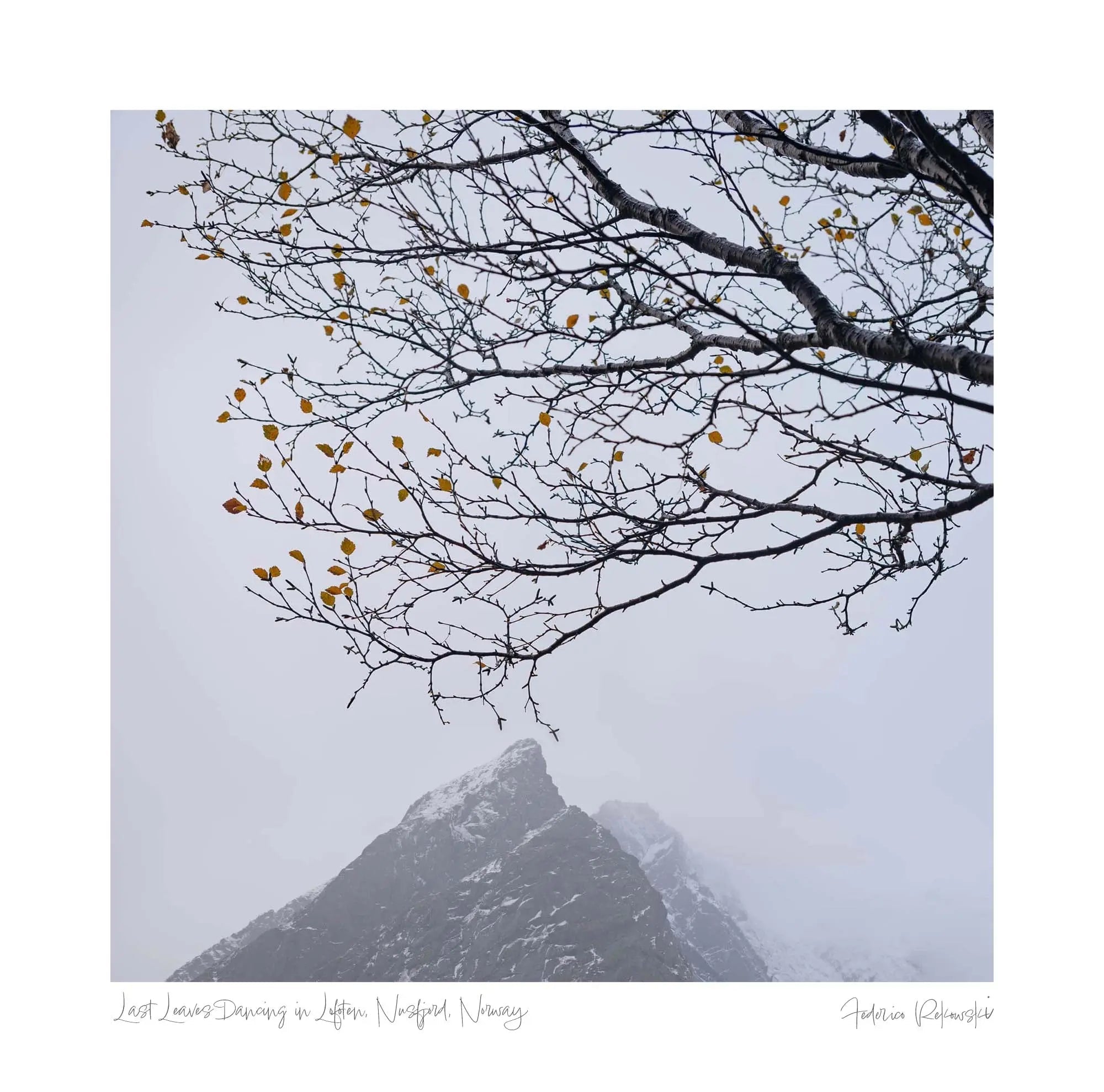 Last Leaves Dancing in Lofoten, Nusfjord, Norway (int)