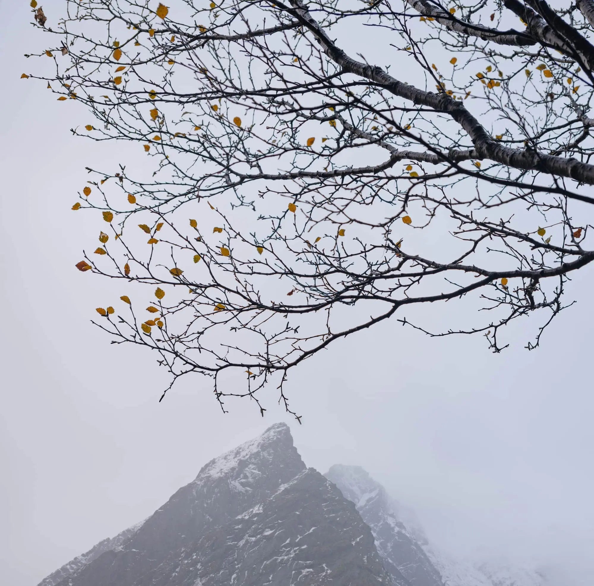 Last Leaves Dancing in Lofoten, Nusfjord, Norway (int)