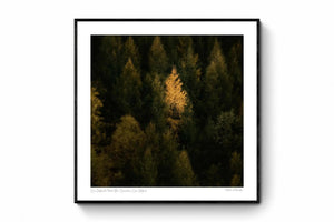 New Zealand's Forest Glow, Queenstown, New Zealand