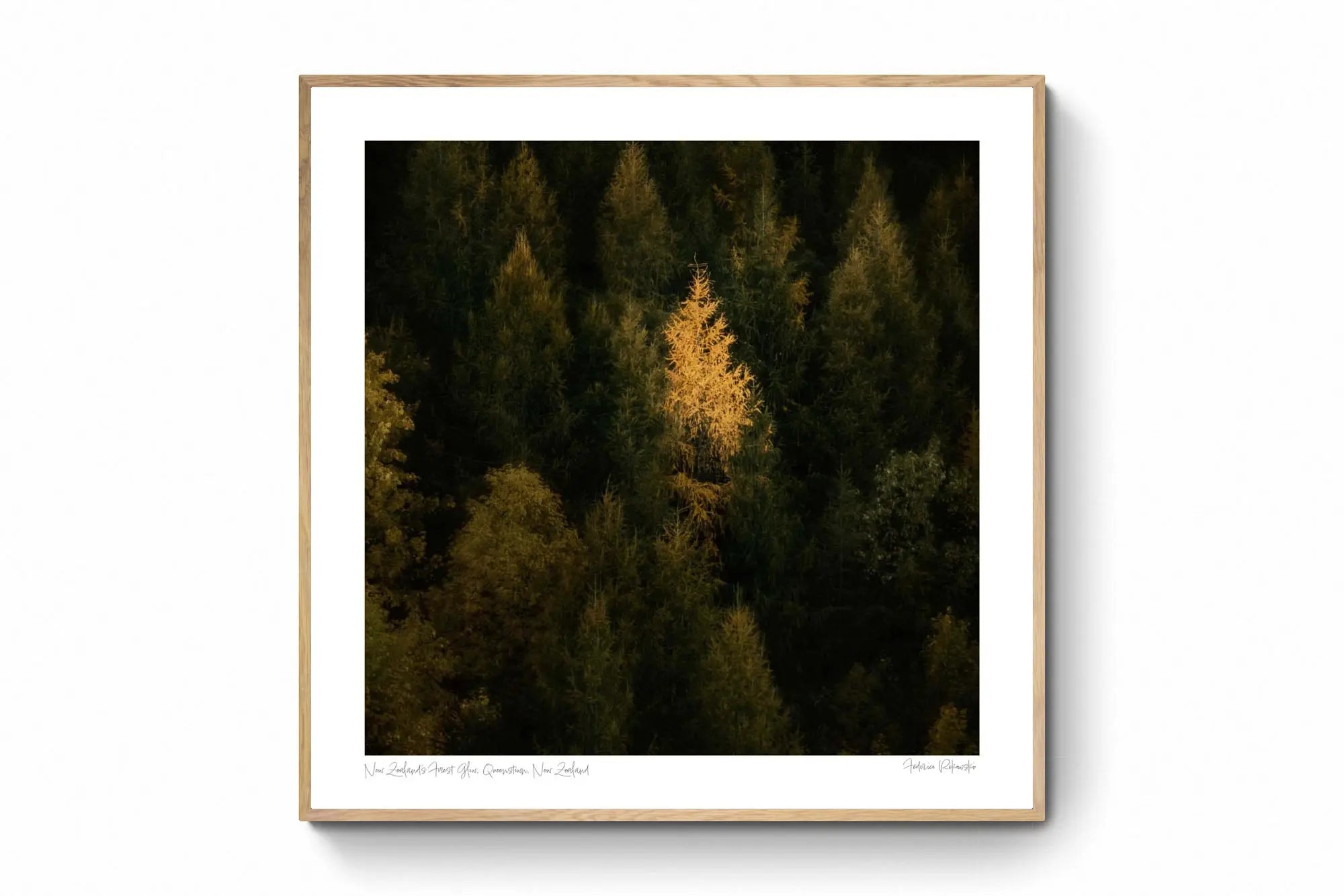 New Zealand's Forest Glow, Queenstown, New Zealand (Int)