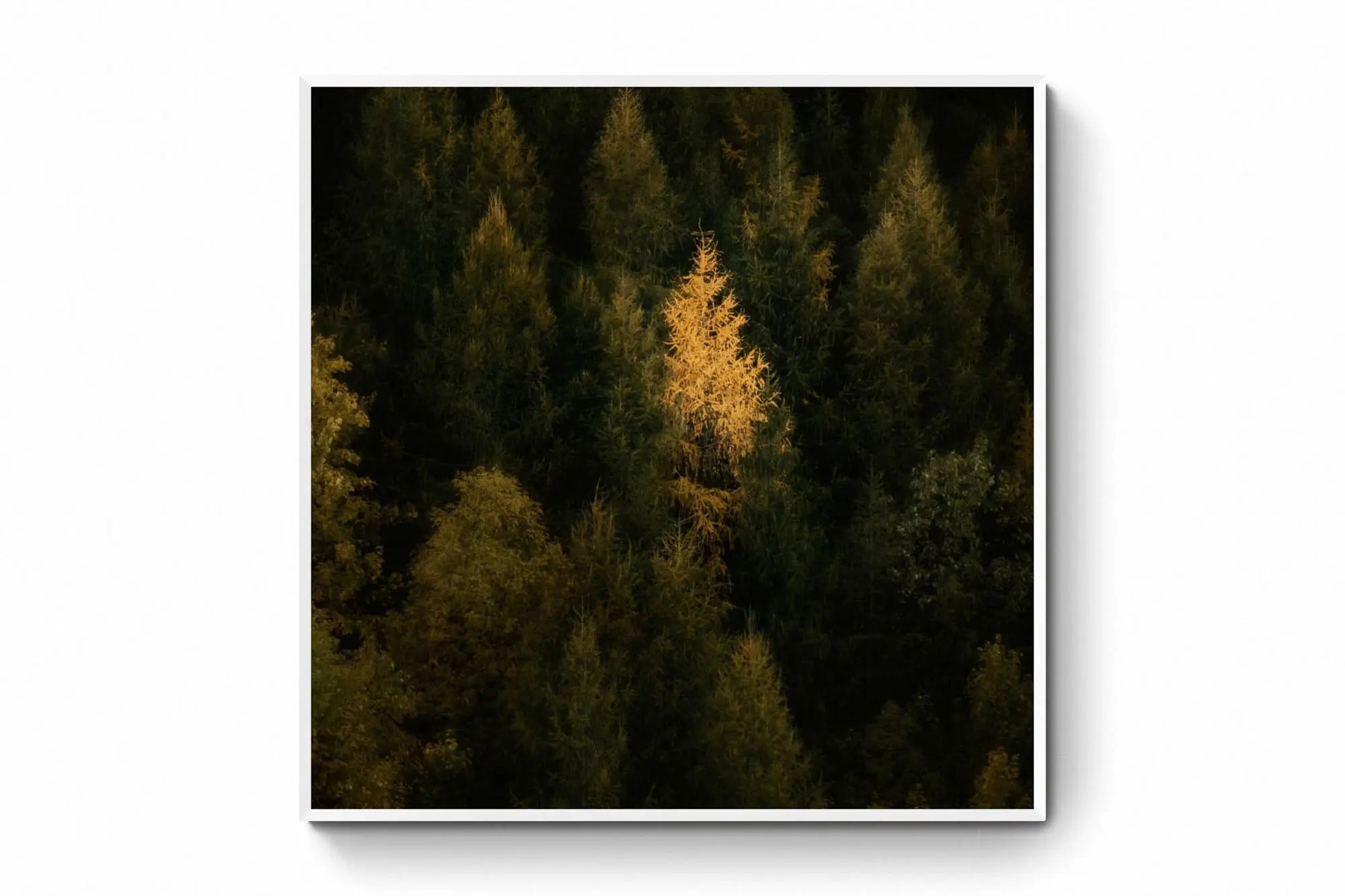 New Zealand's Forest Glow, Queenstown, New Zealand (Int)