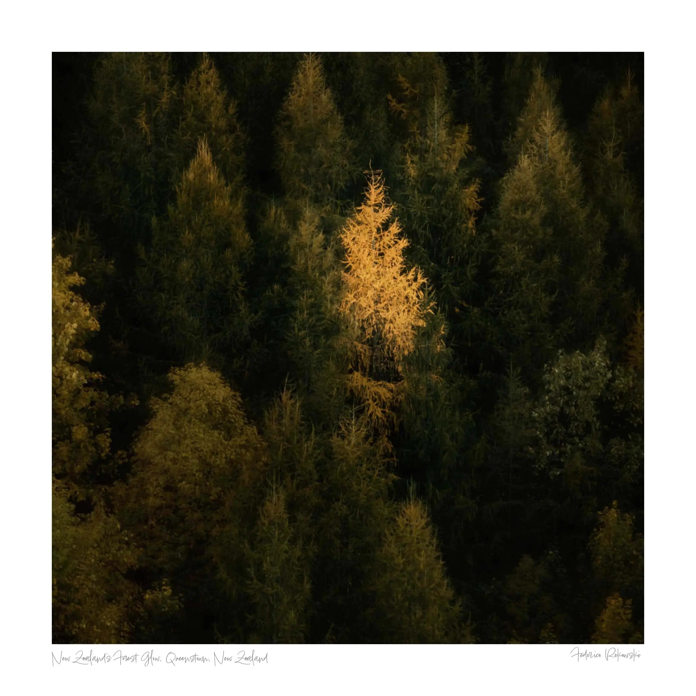 New Zealand's Forest Glow, Queenstown, New Zealand (Int)
