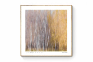 Queenstown's Blurred Autumn, Queenstown, New Zealand
