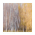 Queenstown's Blurred Autumn, Queenstown, New Zealand